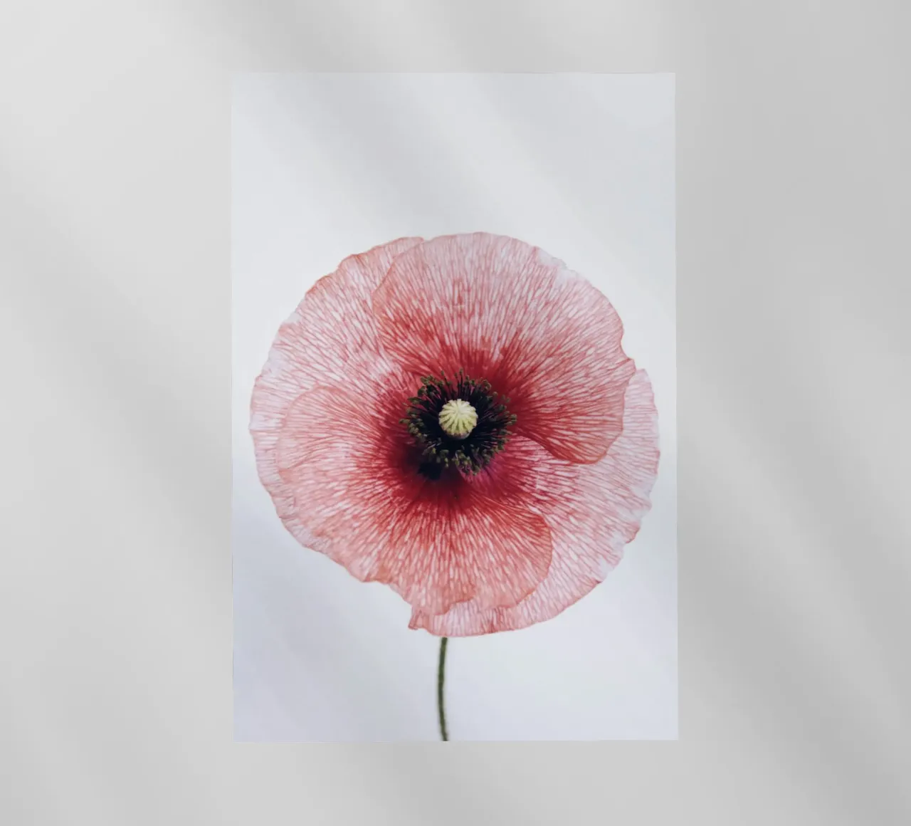 circle flower in red pellicola backlit da rooka