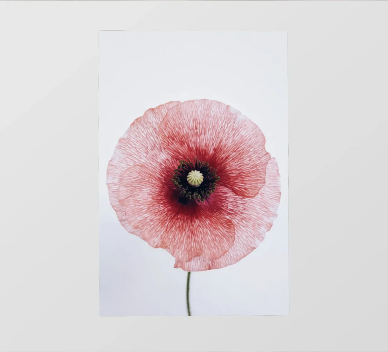 circle flower in red telo in pvc da rooka