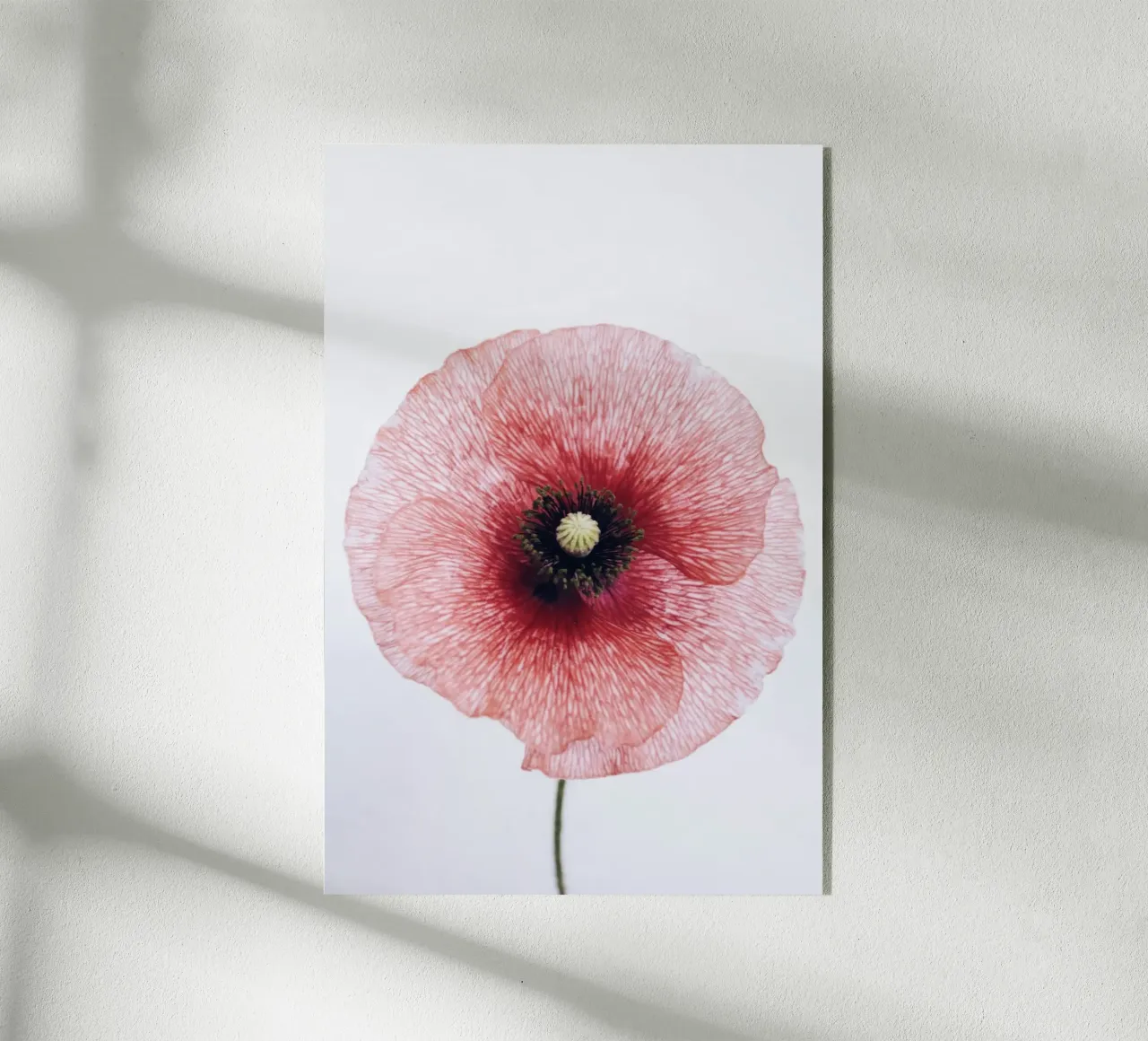 circle flower in red plexiglass da rooka