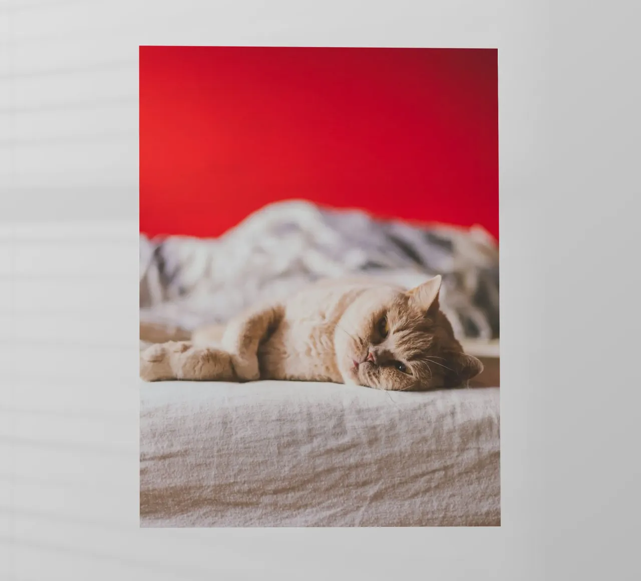 cat on bed pellicola backlit da feny