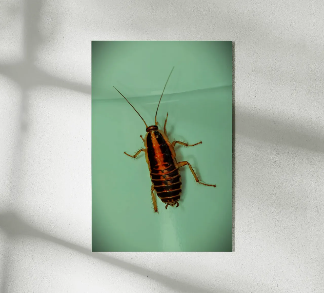 Piccolo ma testardo plexiglass da Nature's Palette