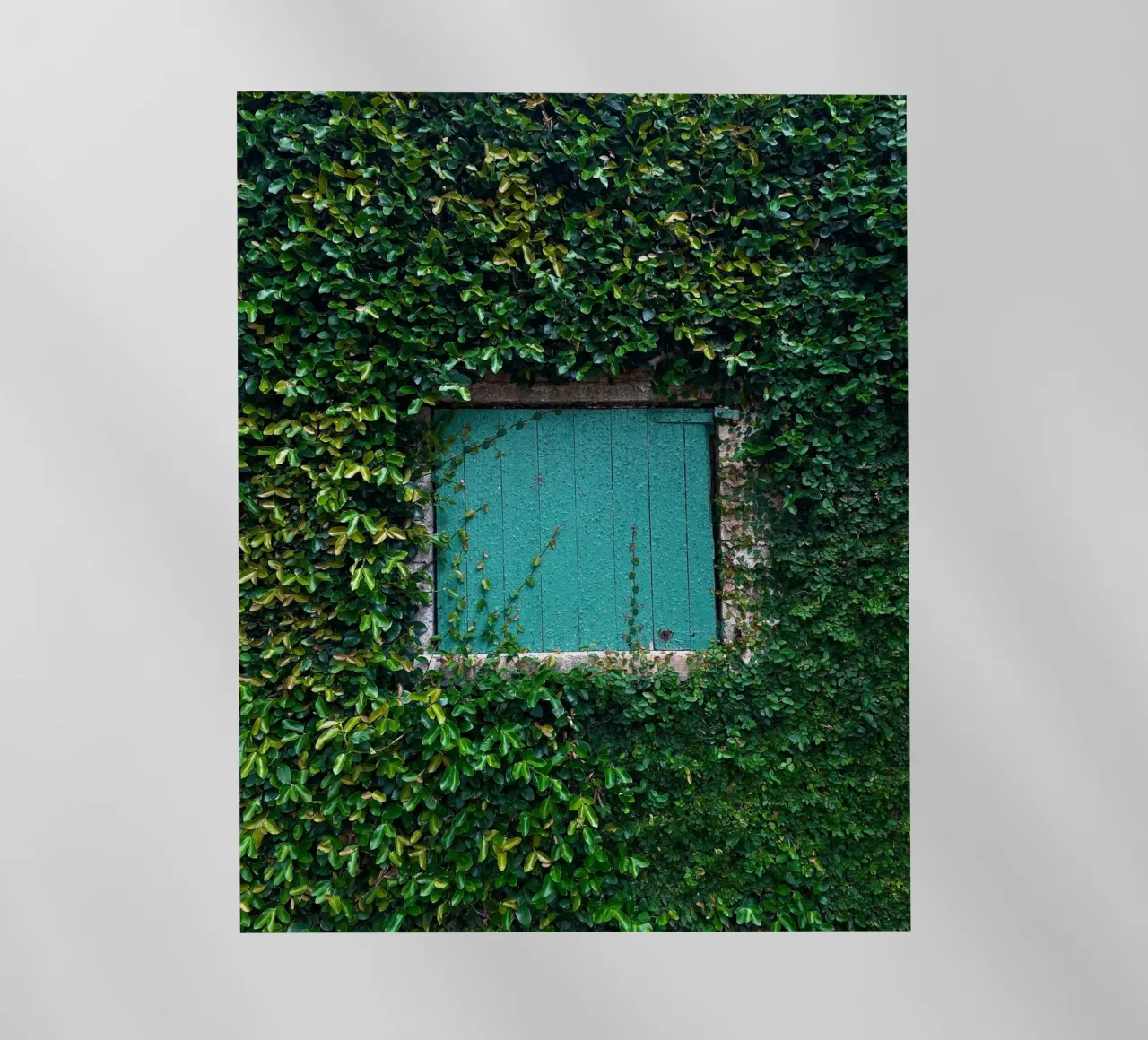 window in wall of leaf pellicola backlit da feny