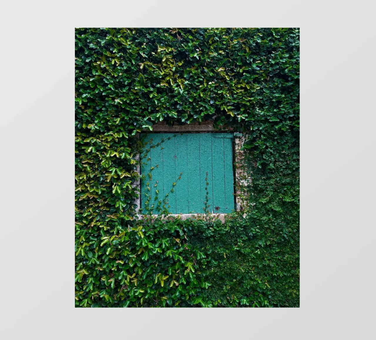 window in wall of leaf pellicola backlit da feny