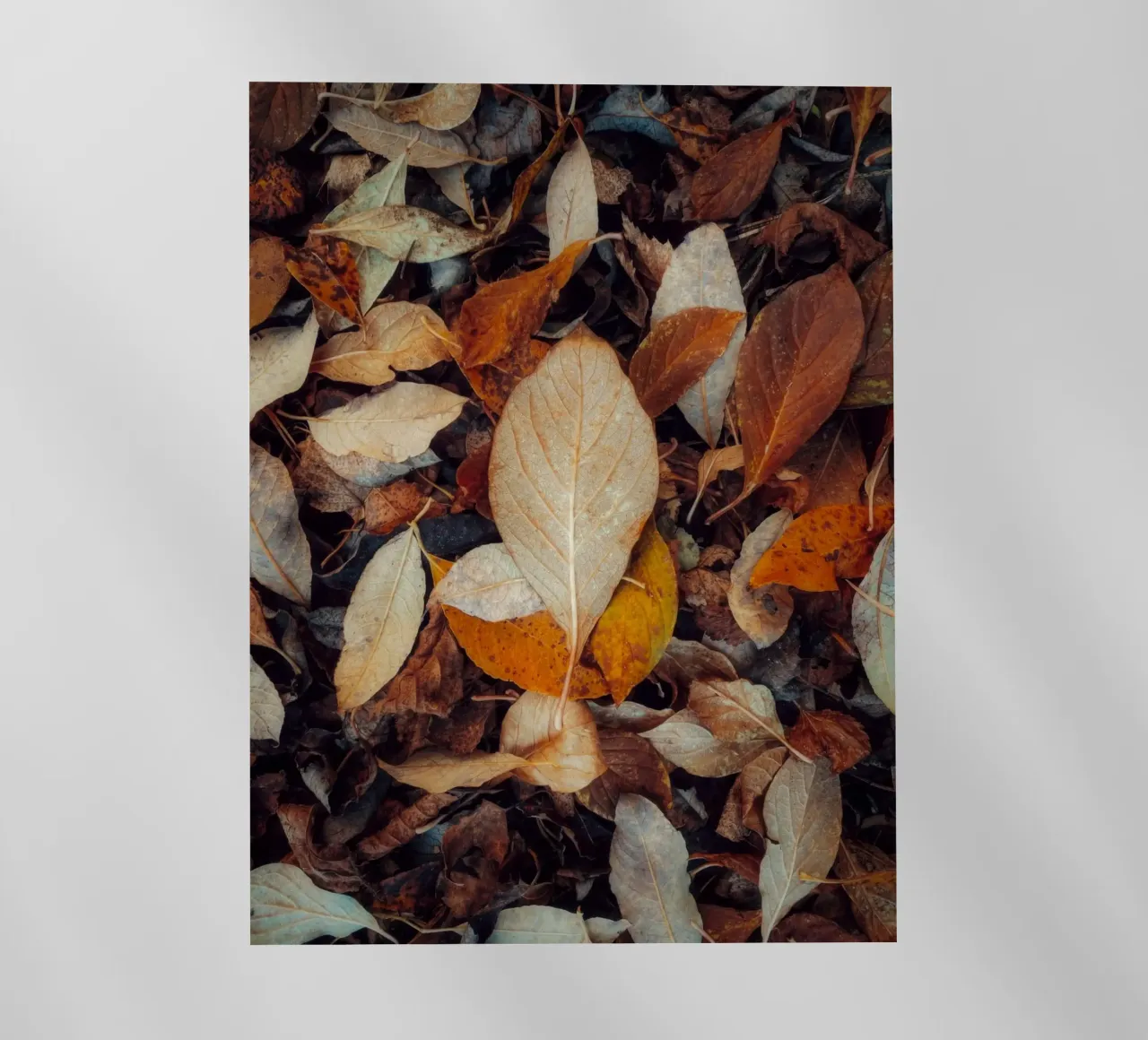 una foglia rossa pellicola backlit da Earthly Visions