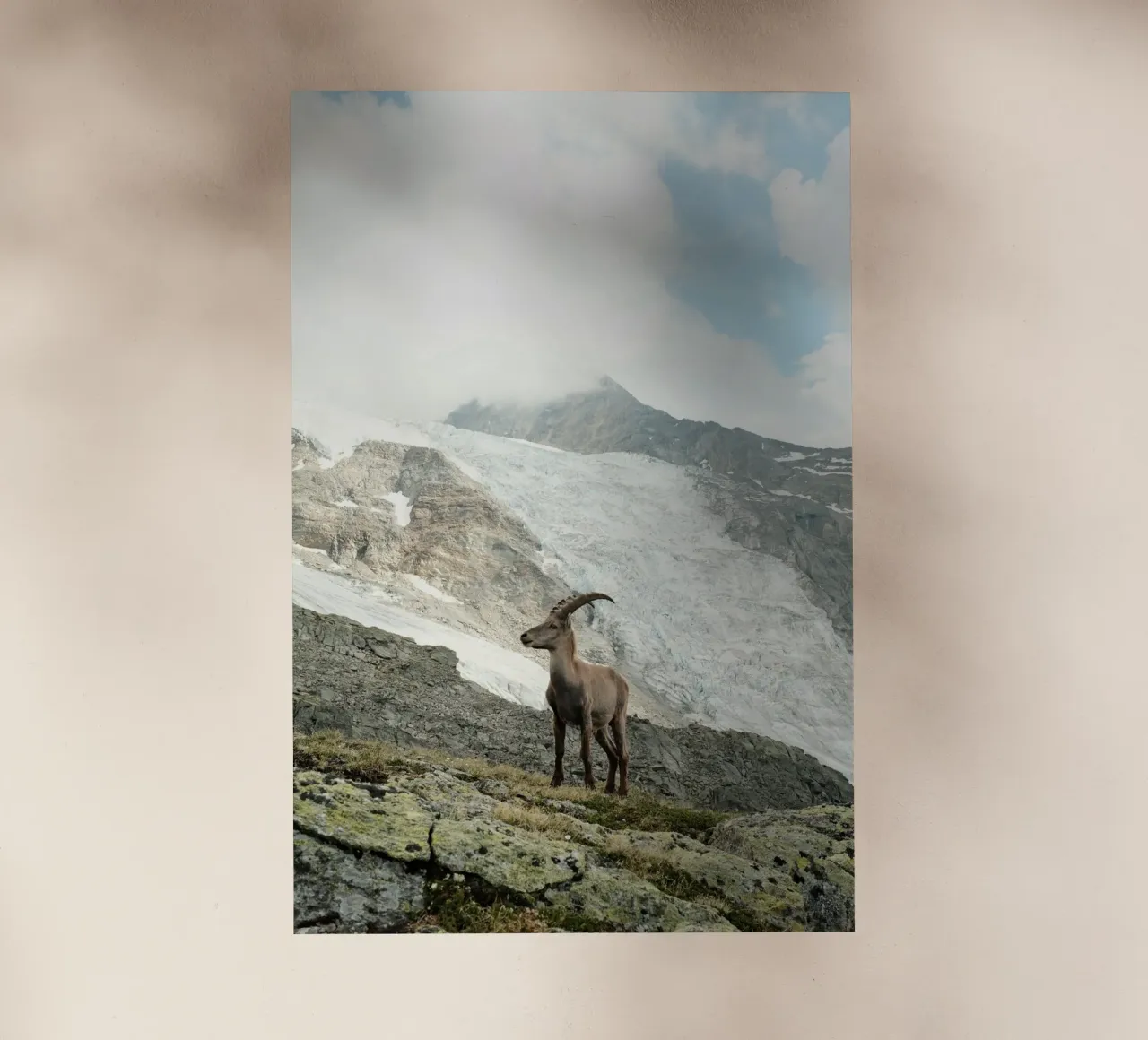 Ibex of Wallis pellicola backlit da FujiSwiss