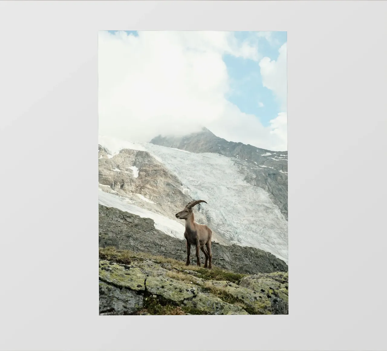 Ibex of Wallis pellicola backlit da FujiSwiss