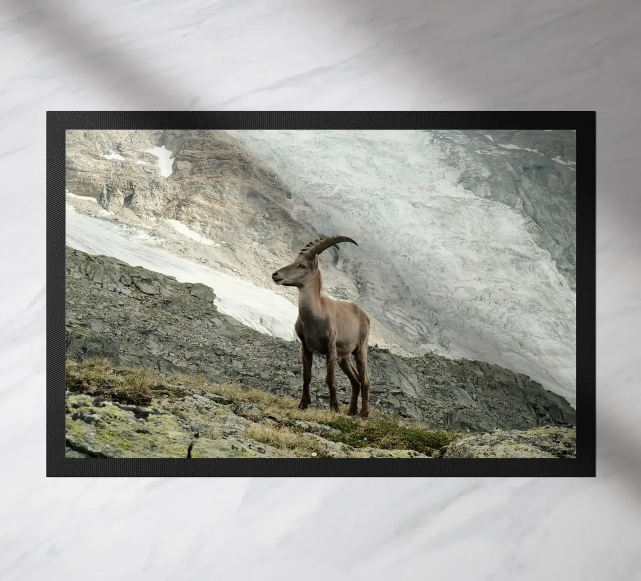 Ibex of Wallis zerbino da FujiSwiss