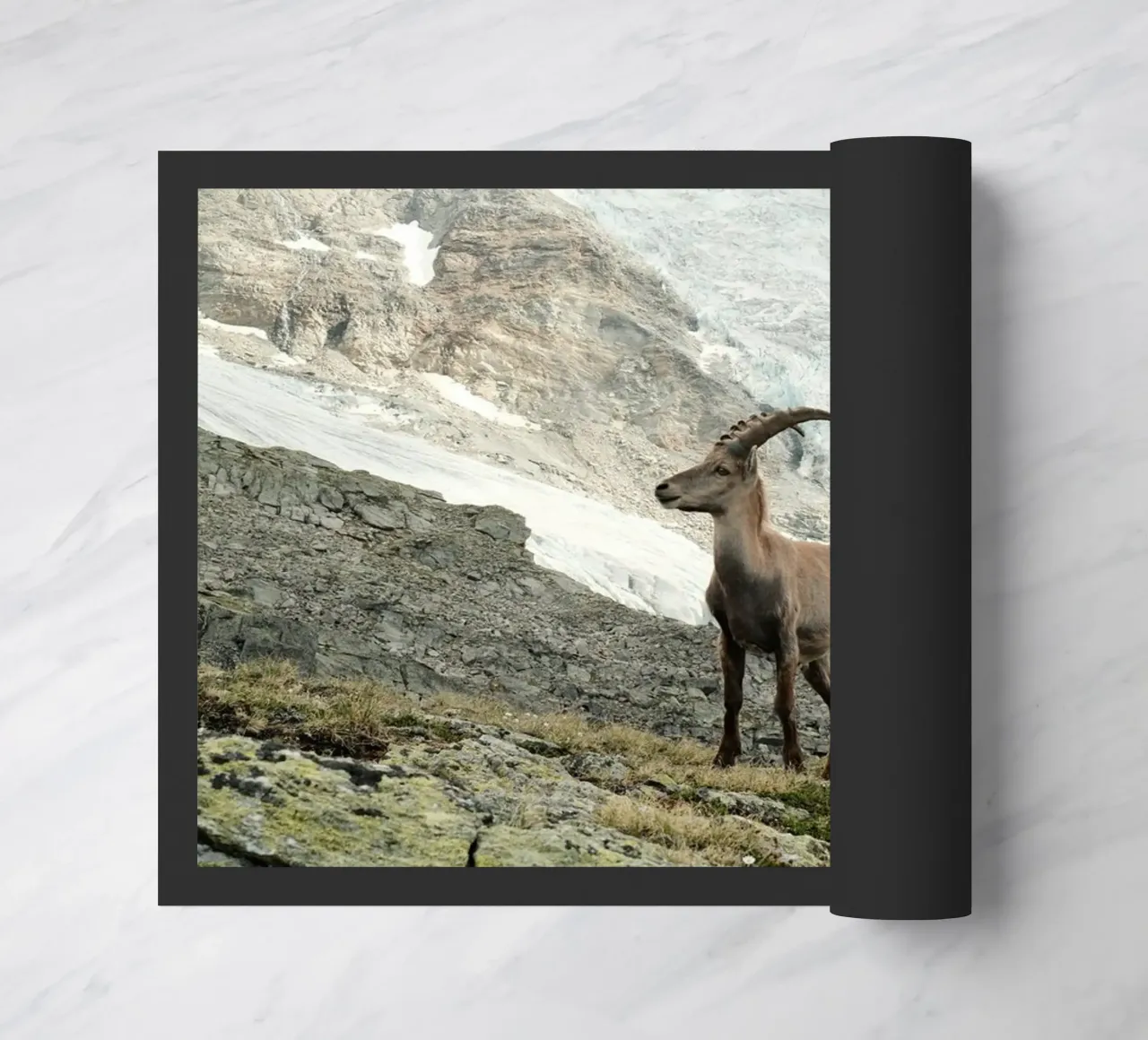 Ibex of Wallis zerbino da FujiSwiss