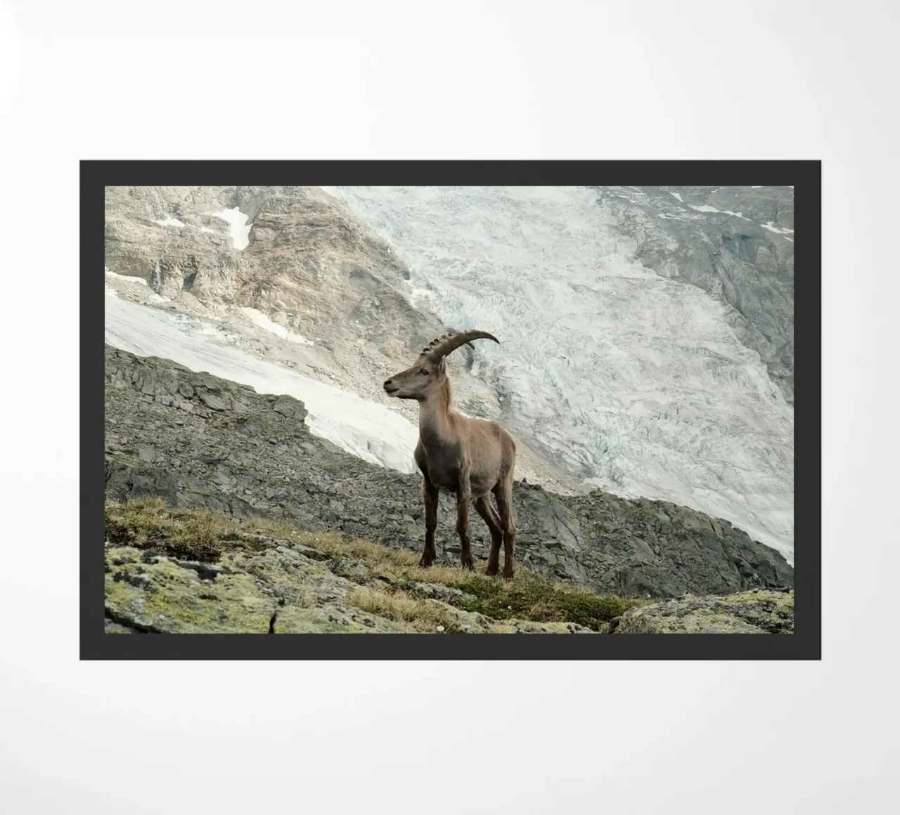 Ibex of Wallis zerbino da FujiSwiss