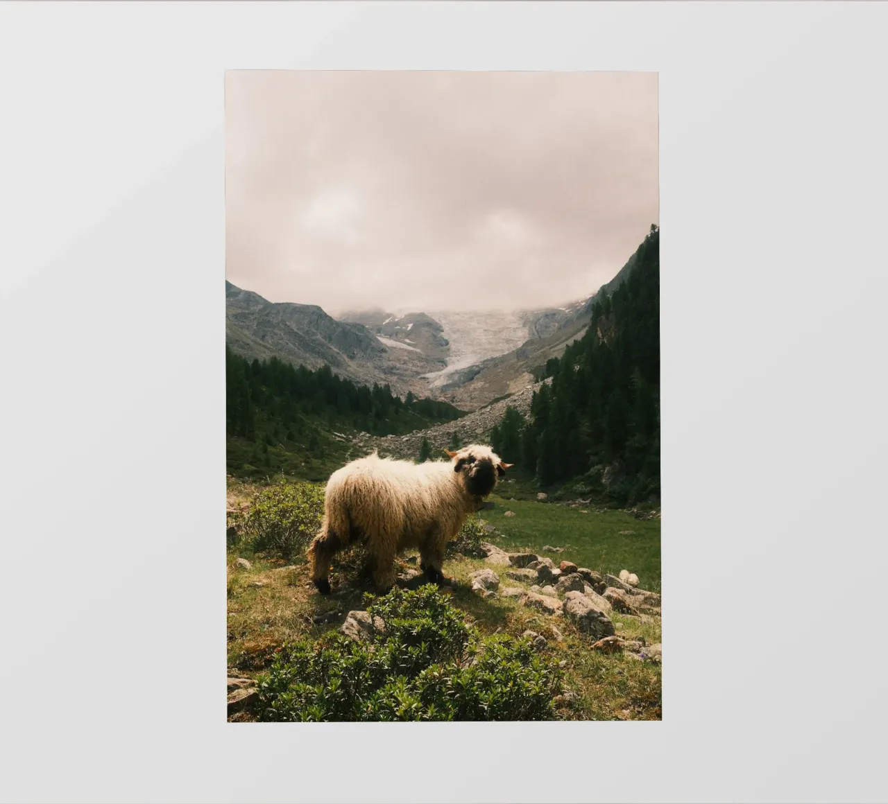 Mountain Sheep of Valais pellicola backlit da FujiSwiss