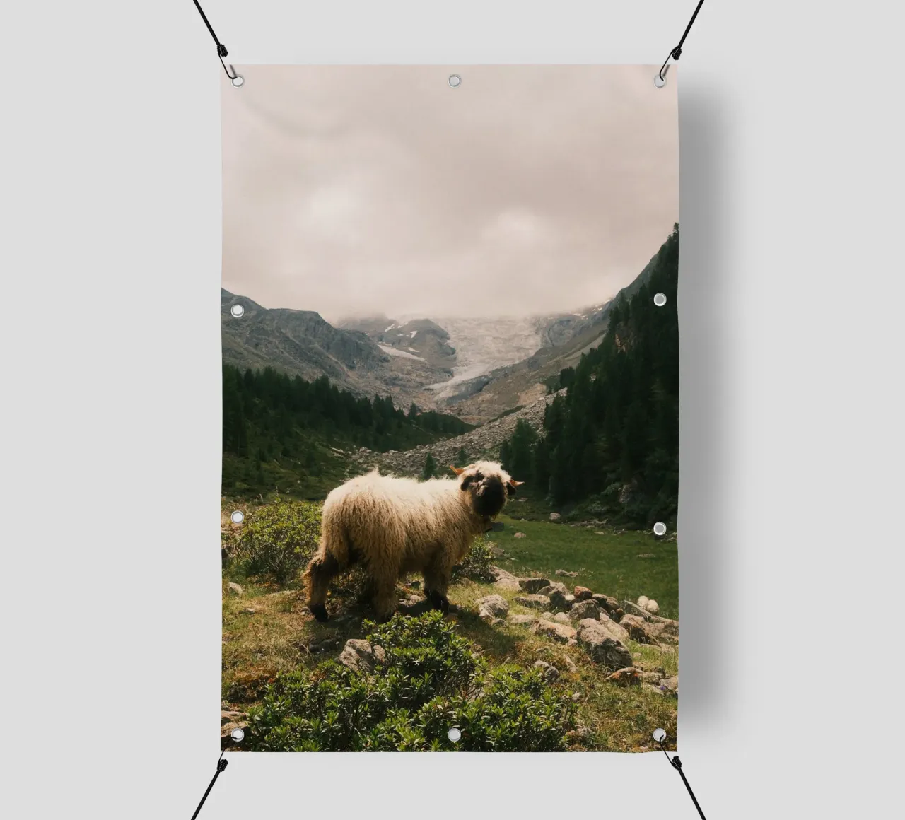 Mountain Sheep of Valais telo in pvc da FujiSwiss