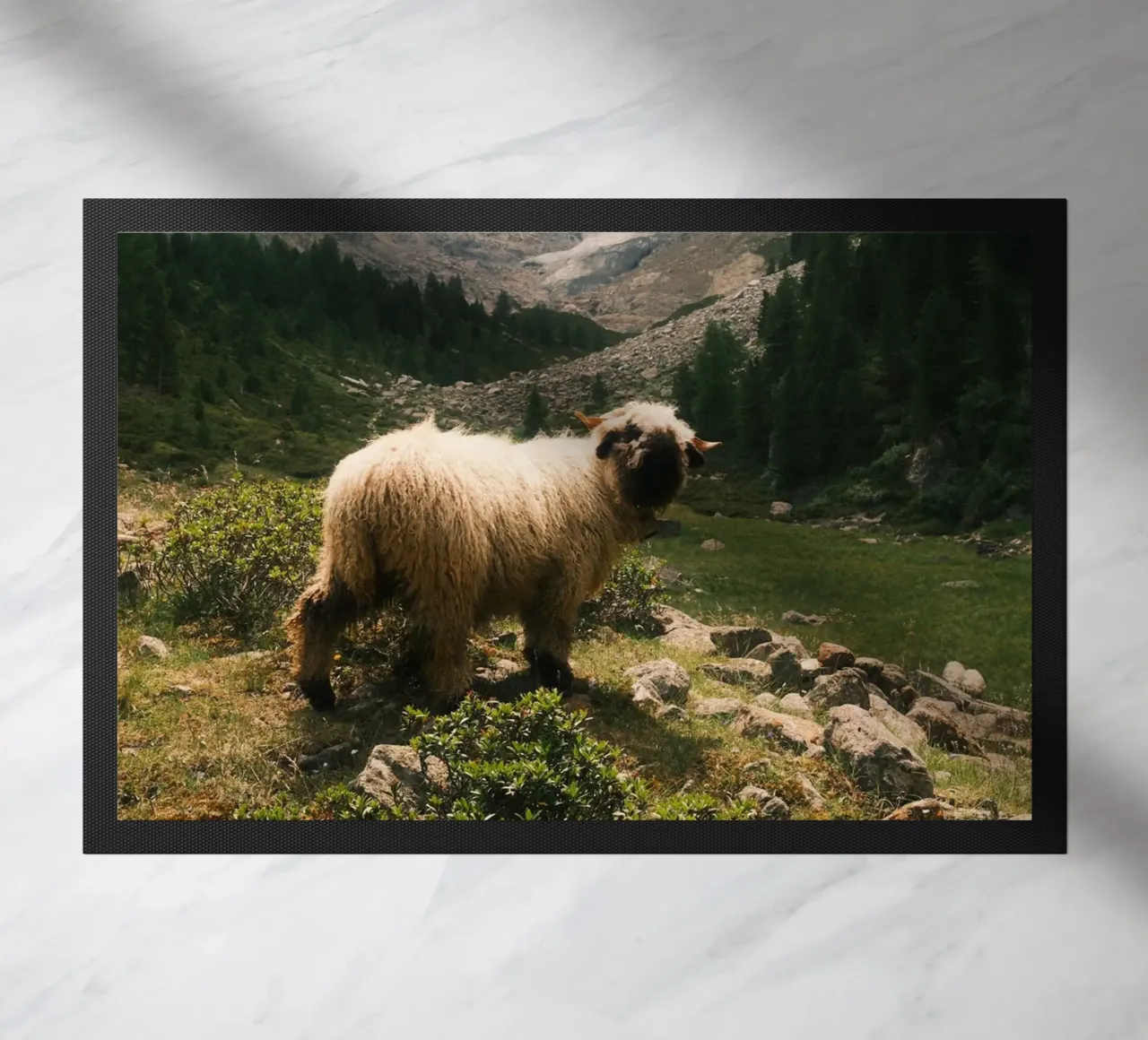 Mountain Sheep of Valais zerbino da FujiSwiss