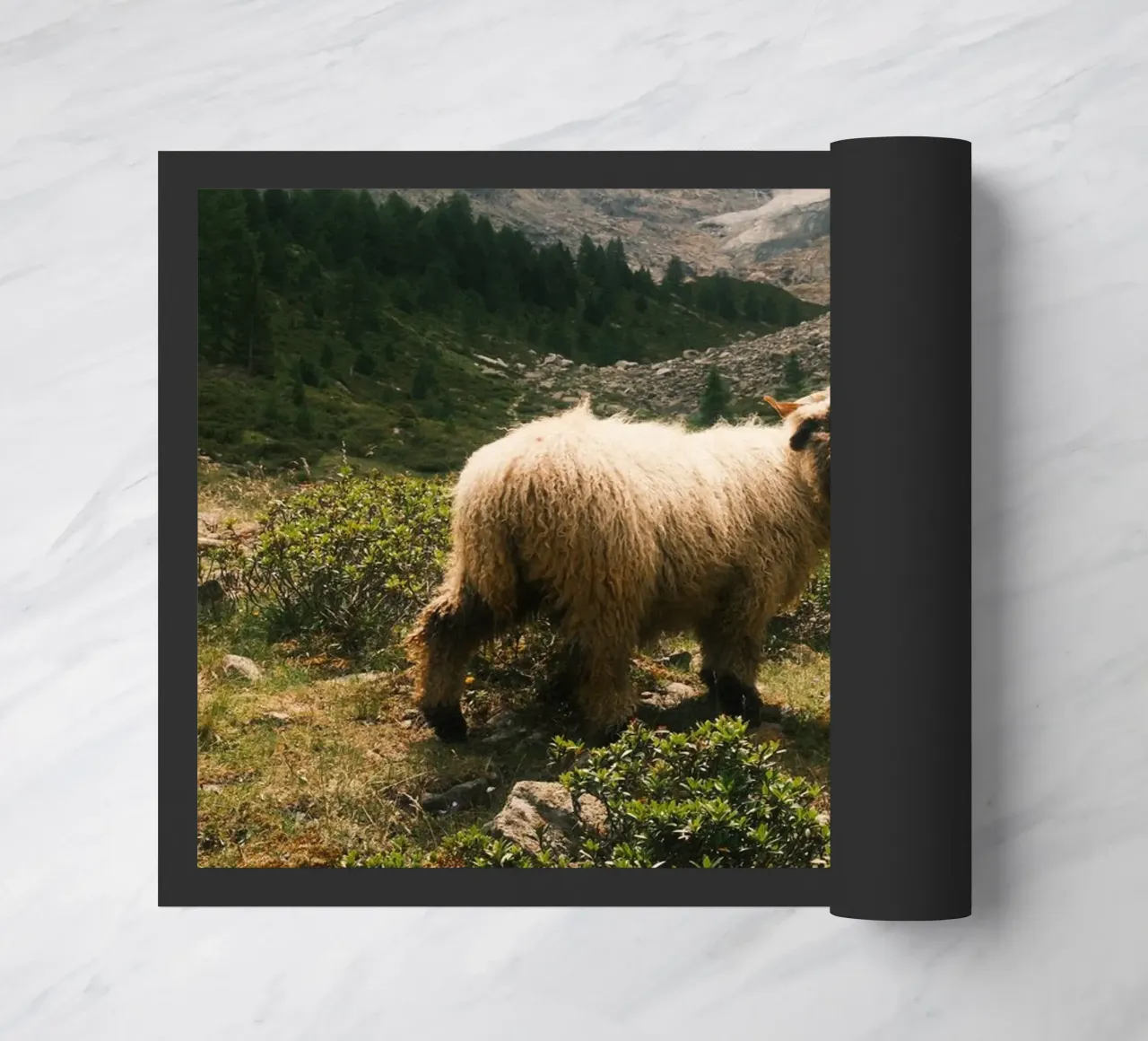 Mountain Sheep of Valais zerbino da FujiSwiss