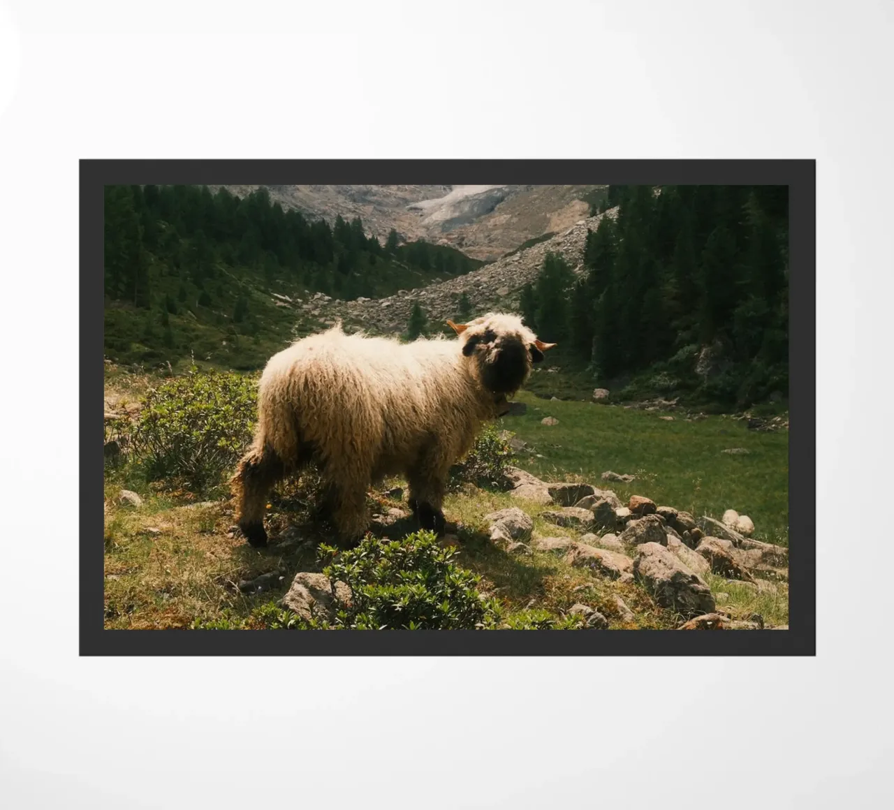 Mountain Sheep of Valais zerbino da FujiSwiss