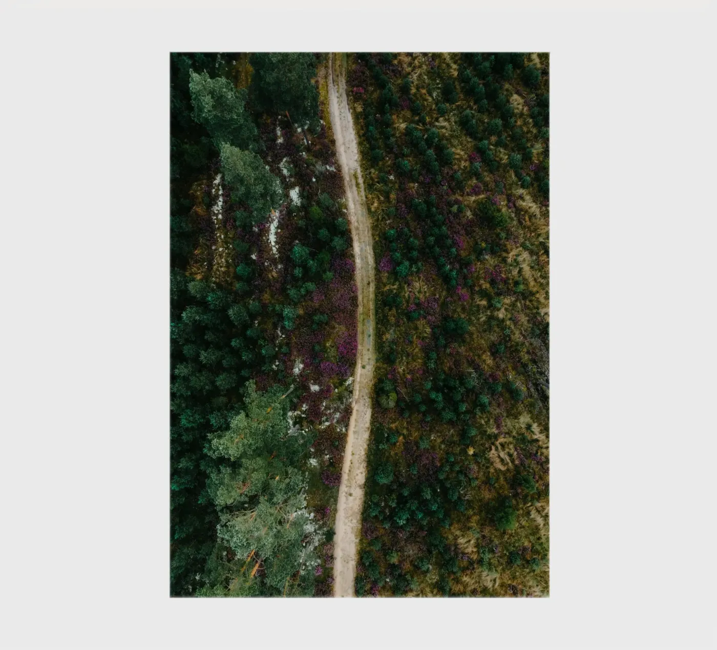 path in the forest Notizbuch von Earthly Visions