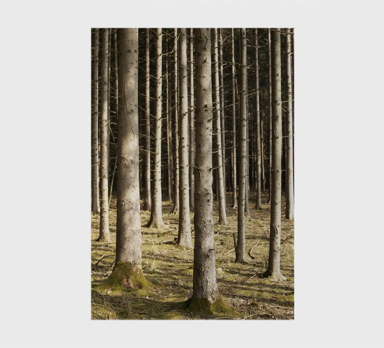 Tree details in Munich notebook by Simon Koy