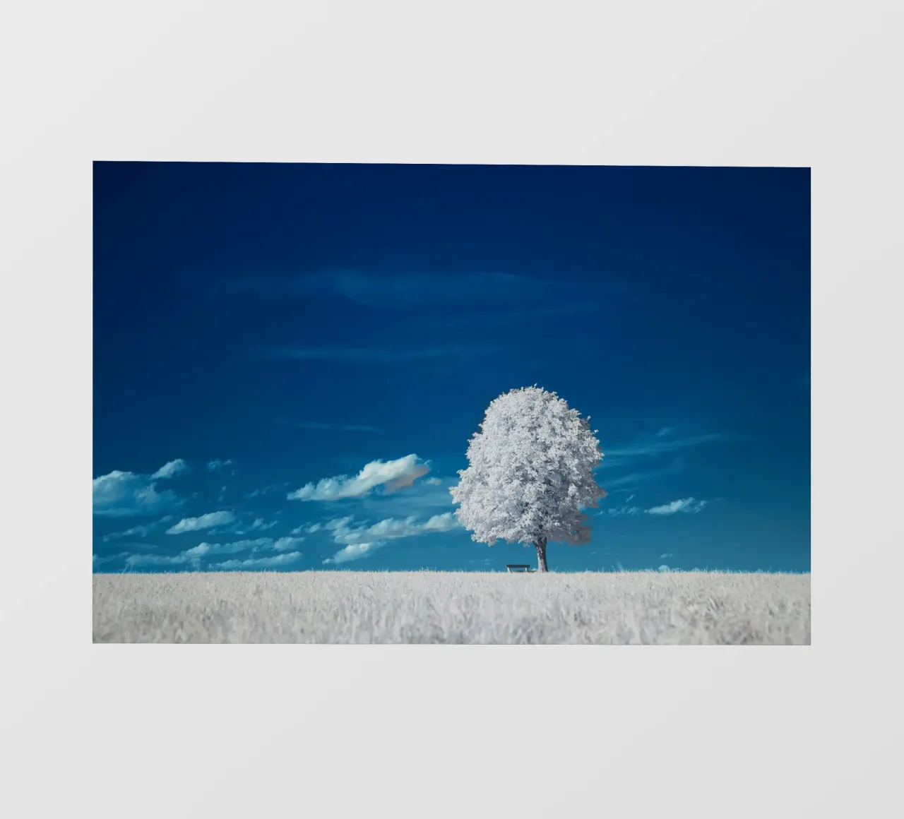 white field tree pellicola backlit da beney