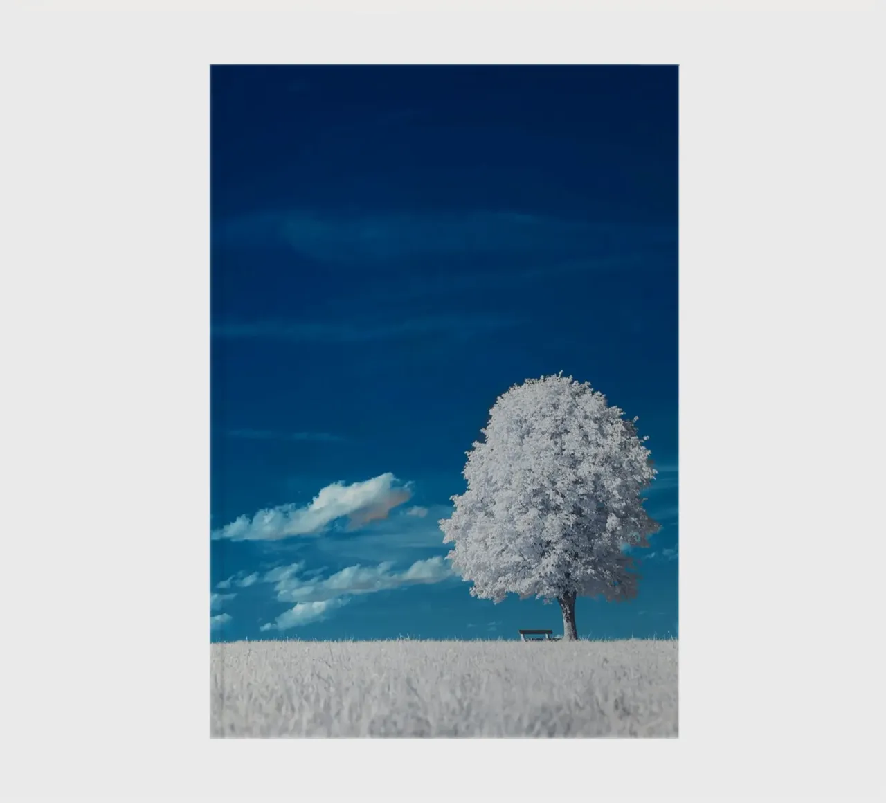 white field tree diario da beney