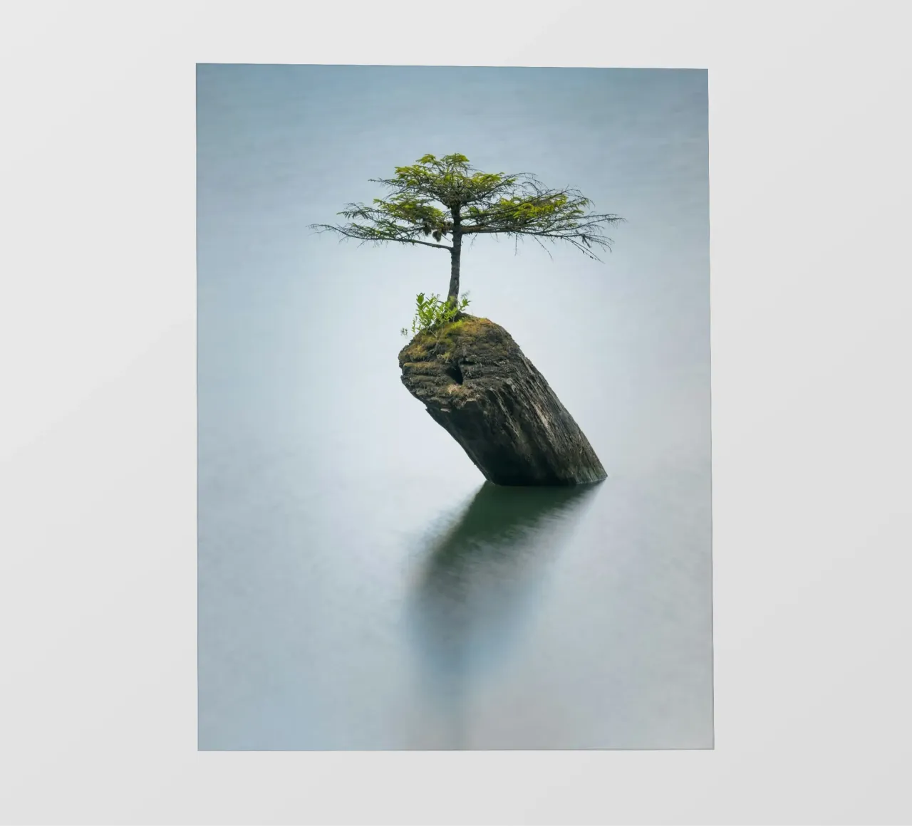 single tree on rock pellicola backlit da morgal