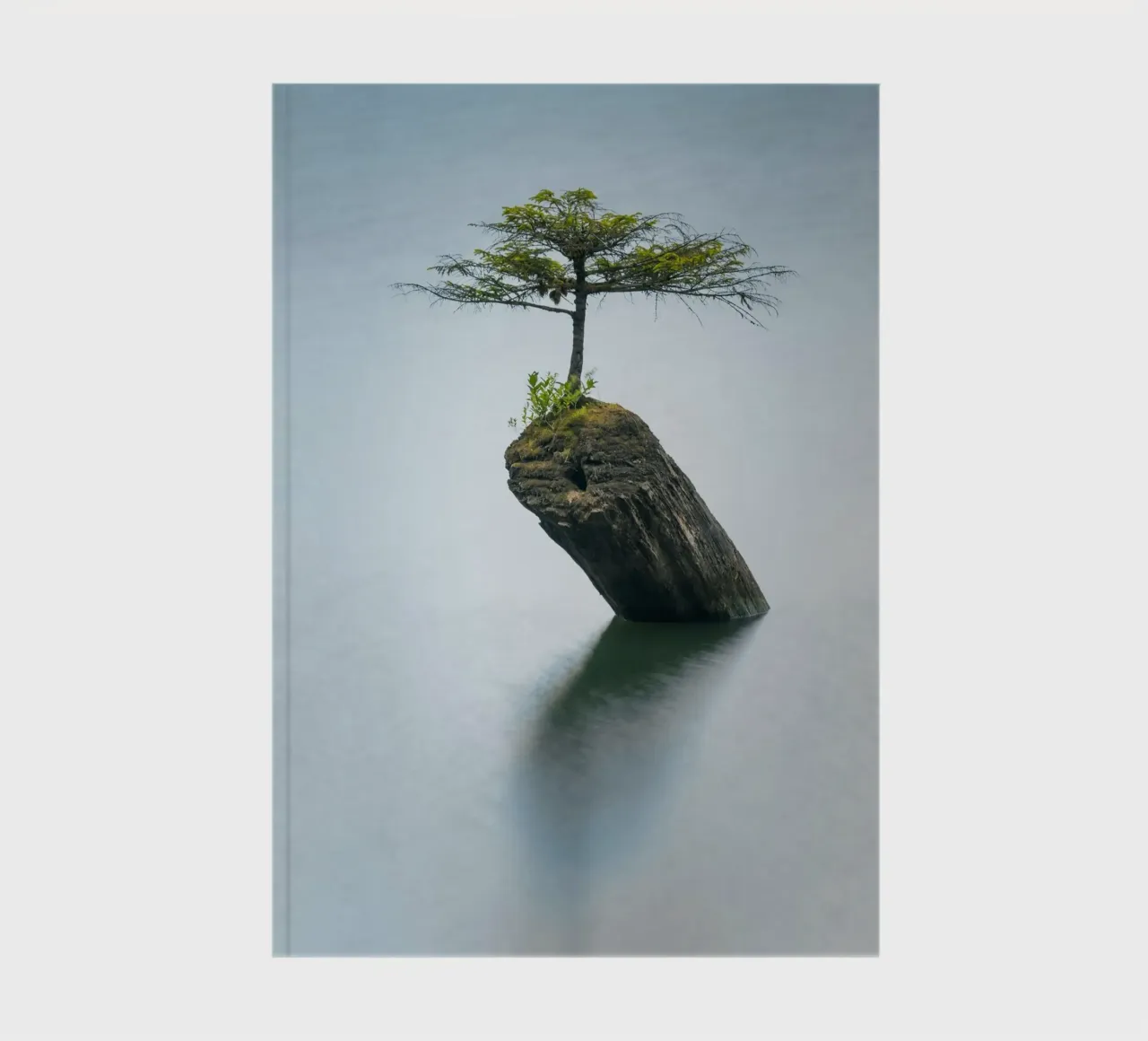 single tree on rock notebook by morgal