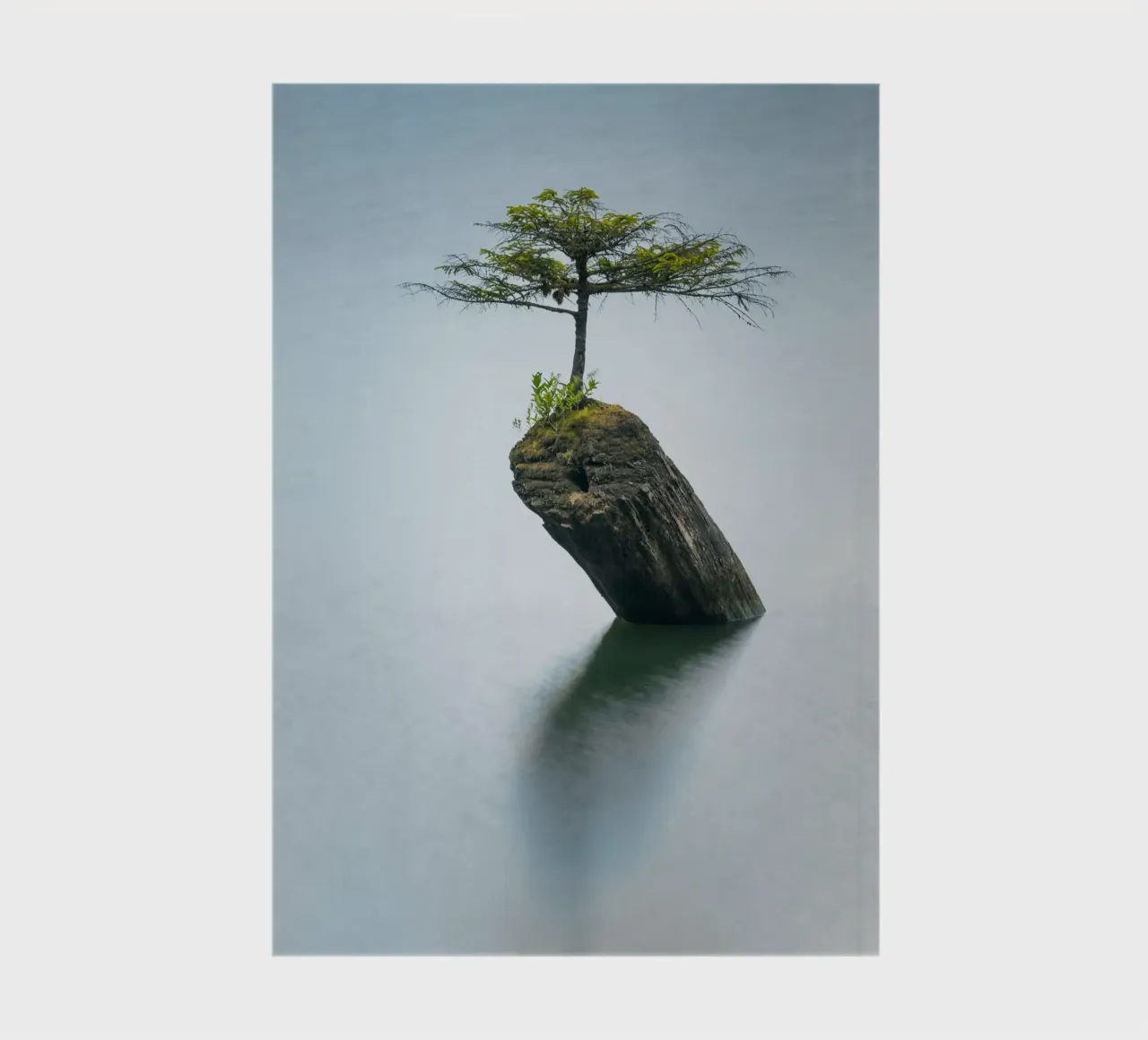 single tree on rock notebook by morgal