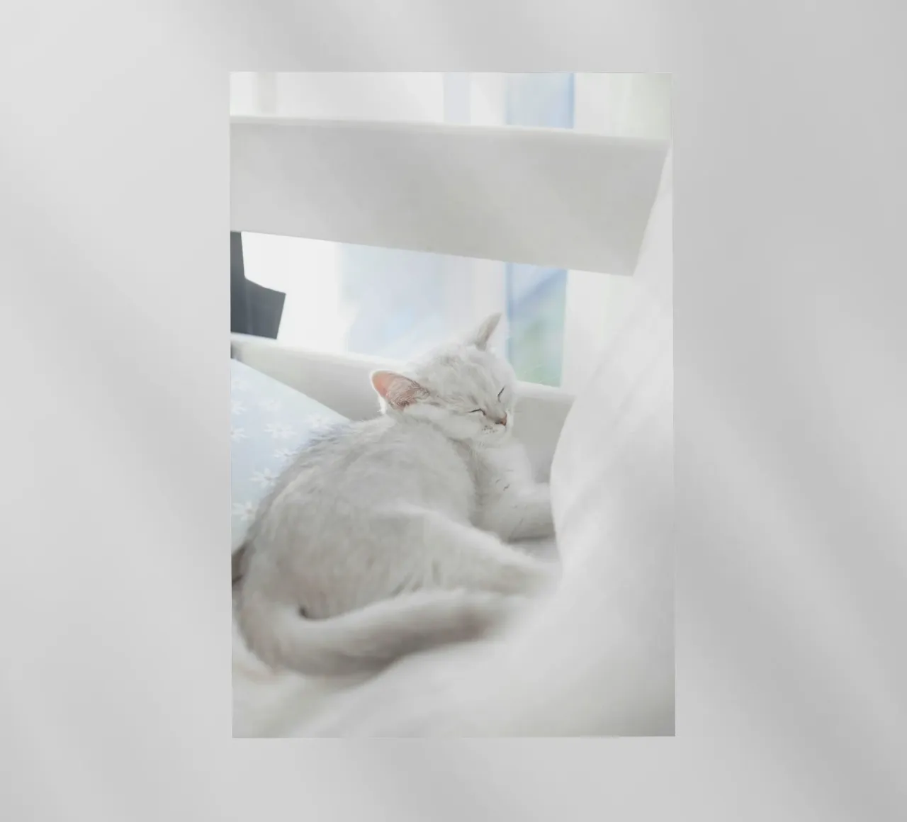 cat in white pellicola backlit da juli