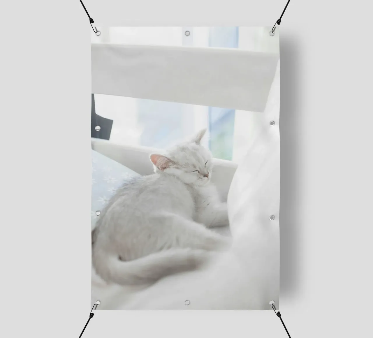 cat in white telo in pvc da juli