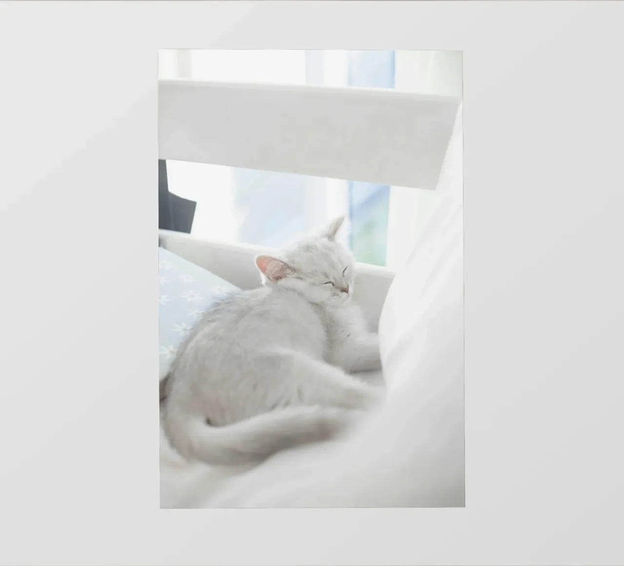 cat in white telo in pvc da juli