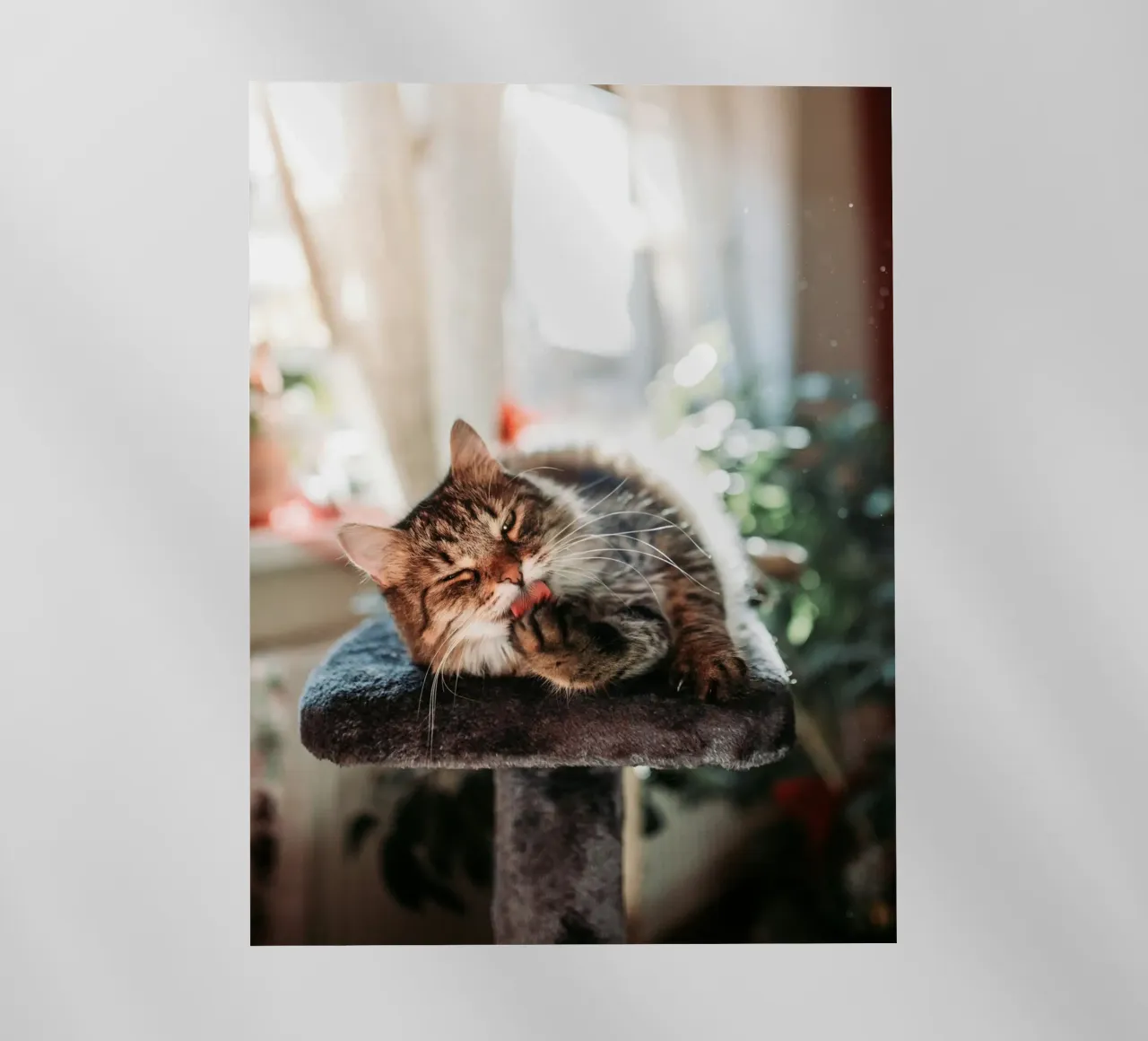 playful cat in house pellicola backlit da juli