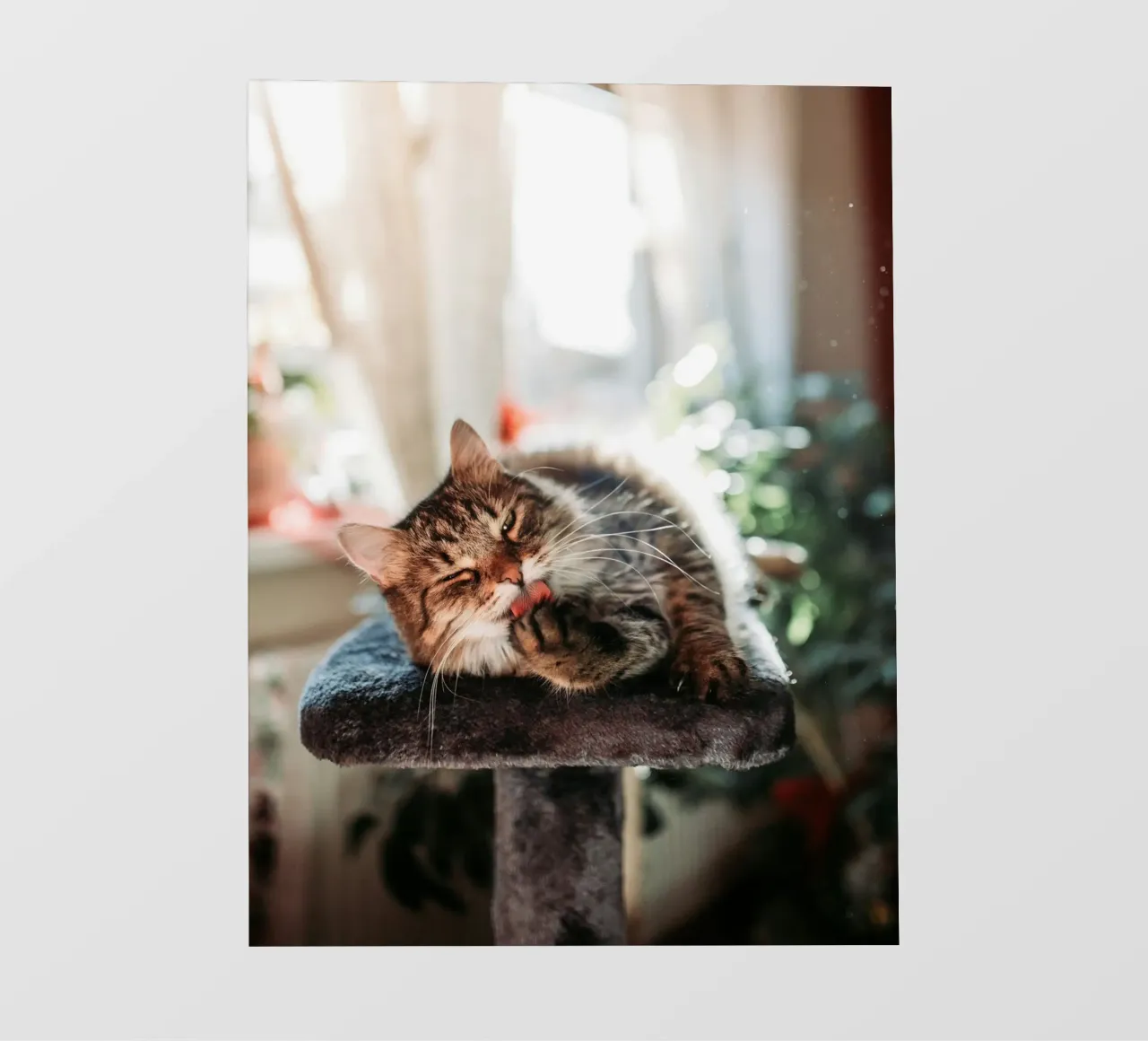 playful cat in house pellicola backlit da juli