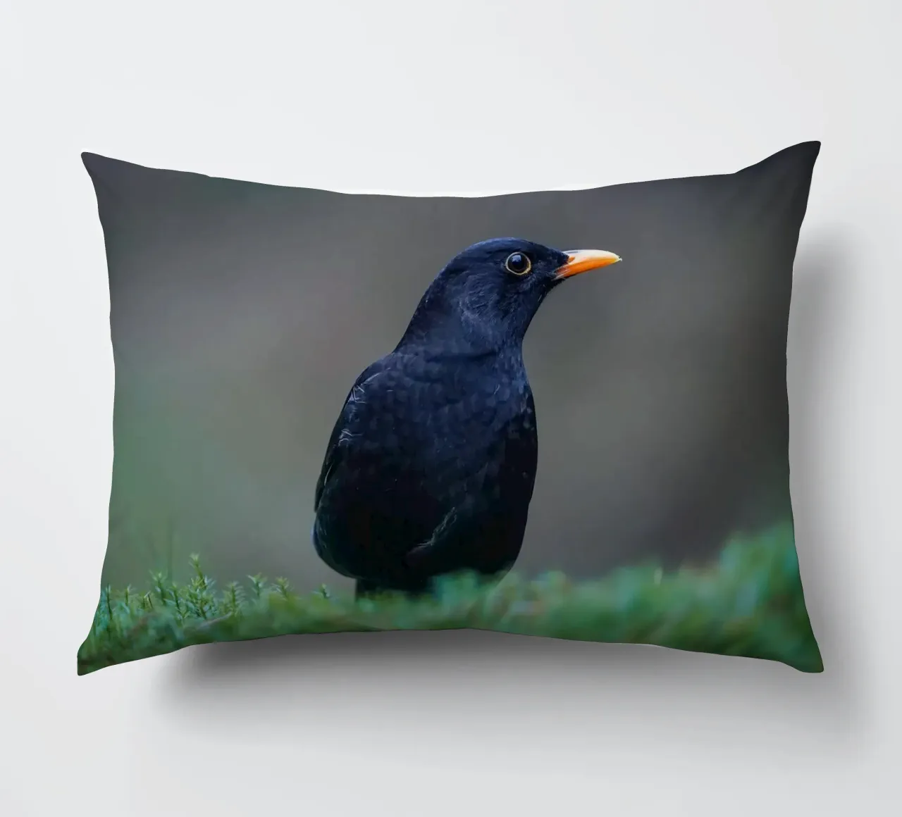 Merlo cuscino da Tom's Wildlife