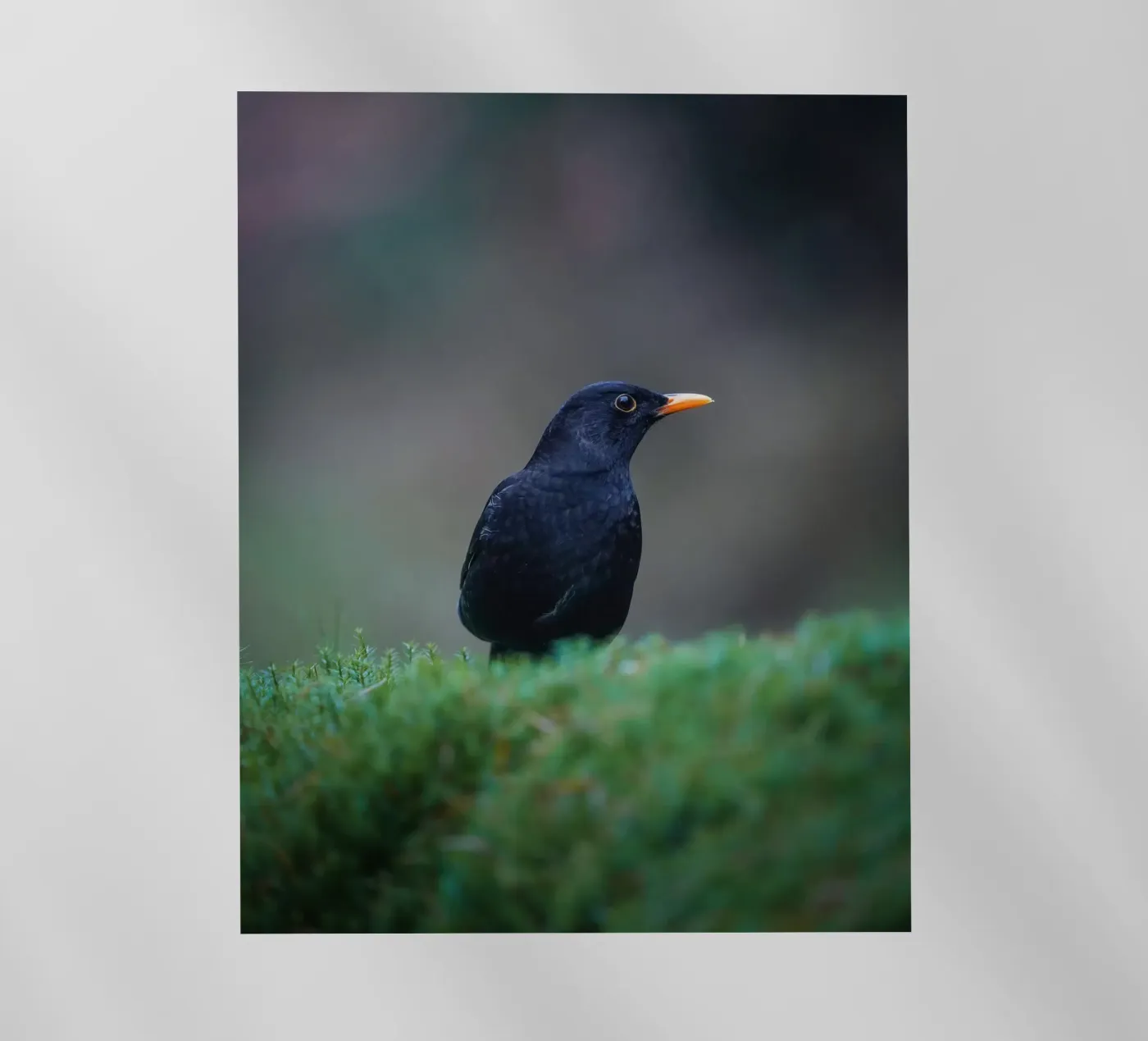 Merel backlit folie van Tom's Wildlife