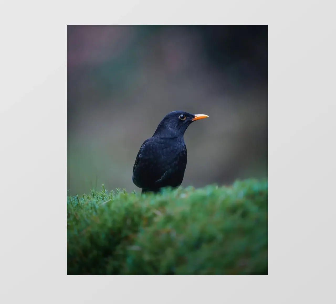 Merlo pellicola backlit da Tom's Wildlife