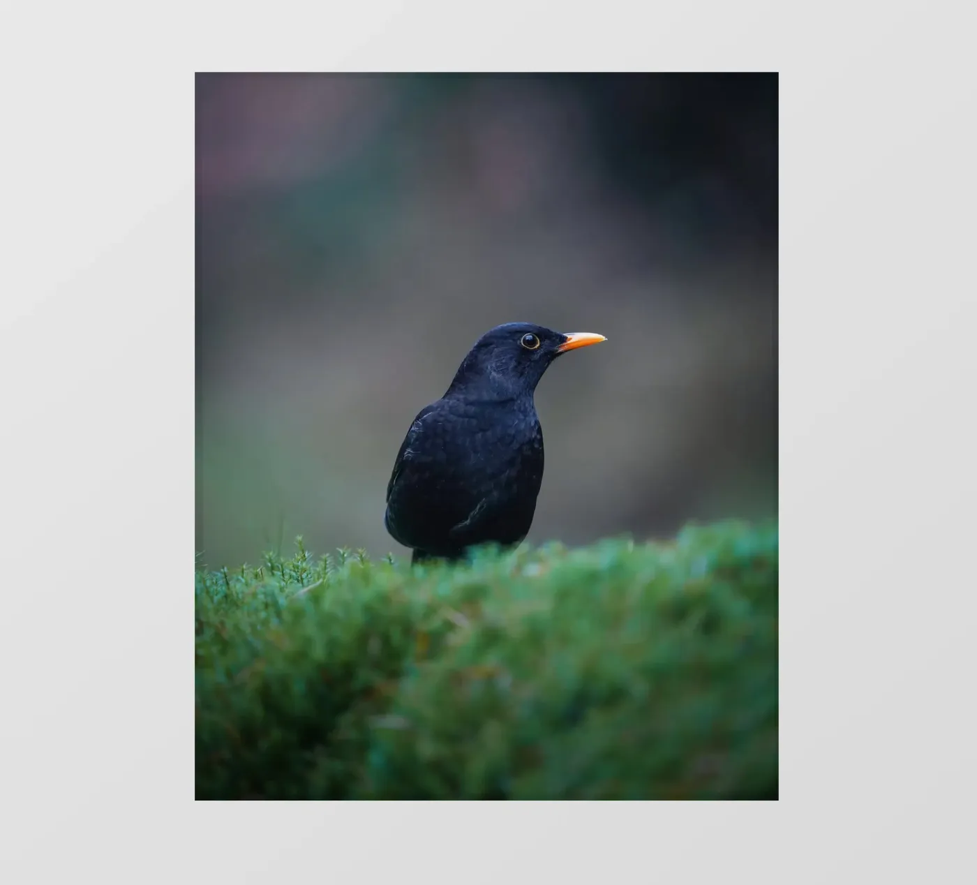 Merlo pellicola backlit da Tom's Wildlife