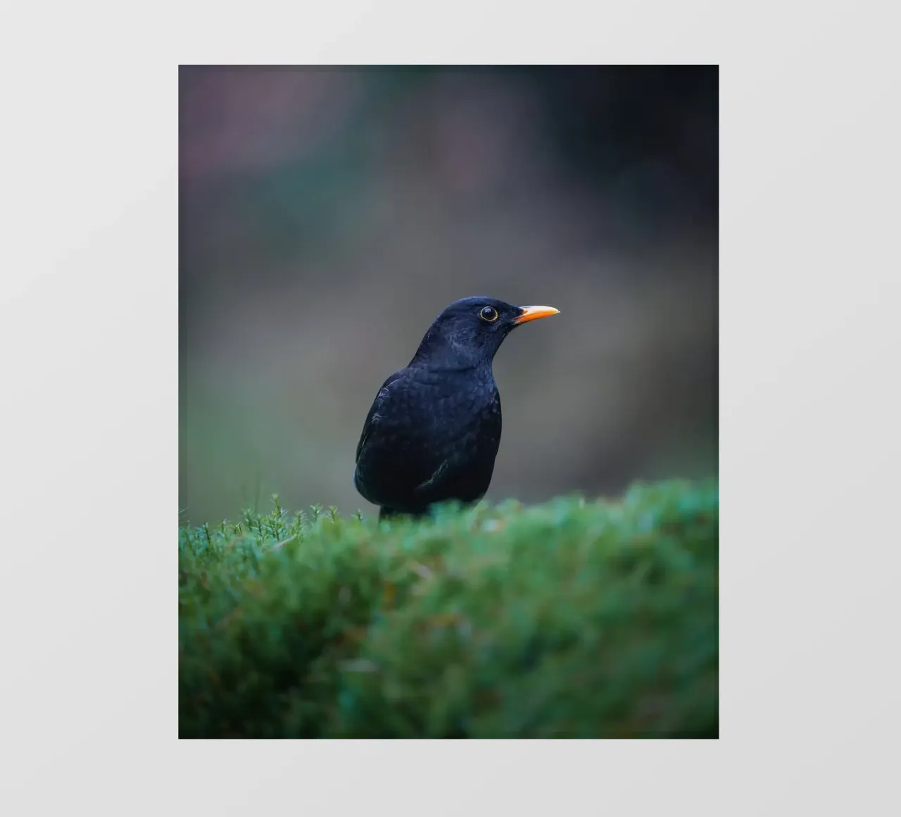 Blackbird fotobehang van Tom's Wildlife