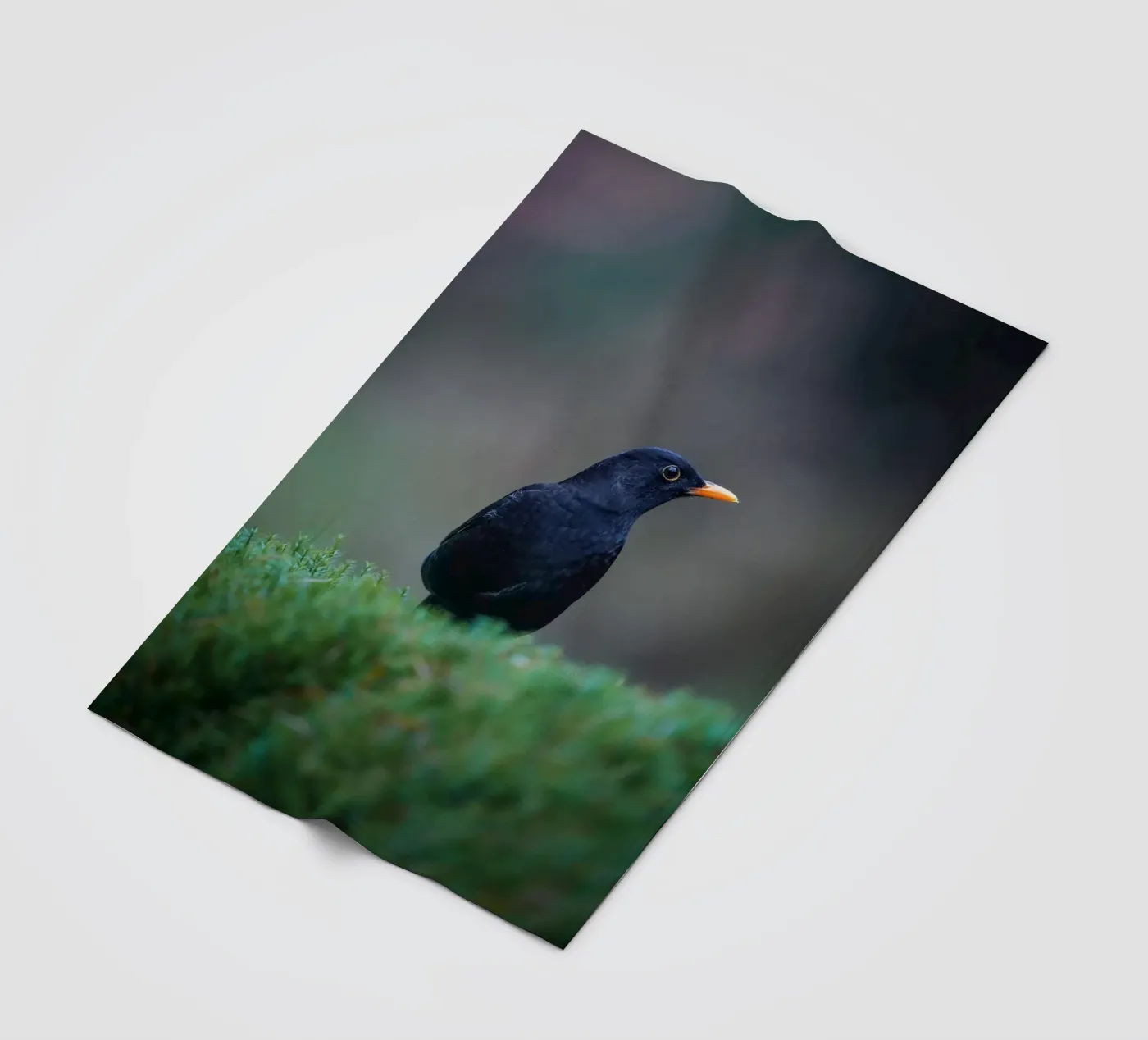 Blackbird fleecedeken van Tom's Wildlife