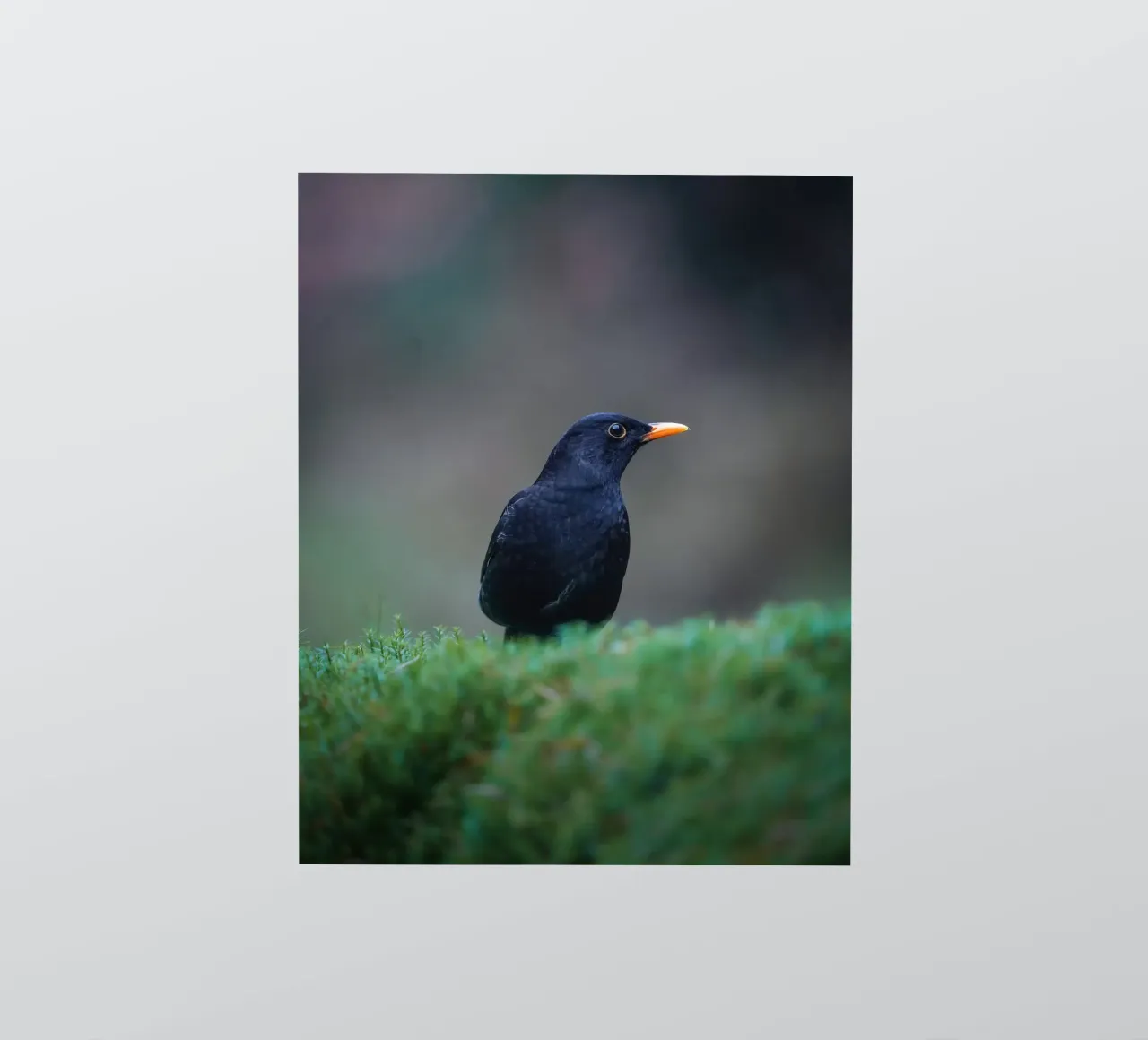 Merel sticker van Tom's Wildlife