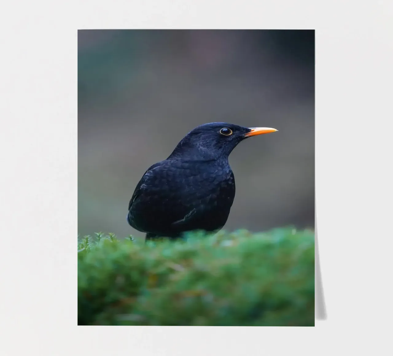 Merel stickervel van Tom's Wildlife