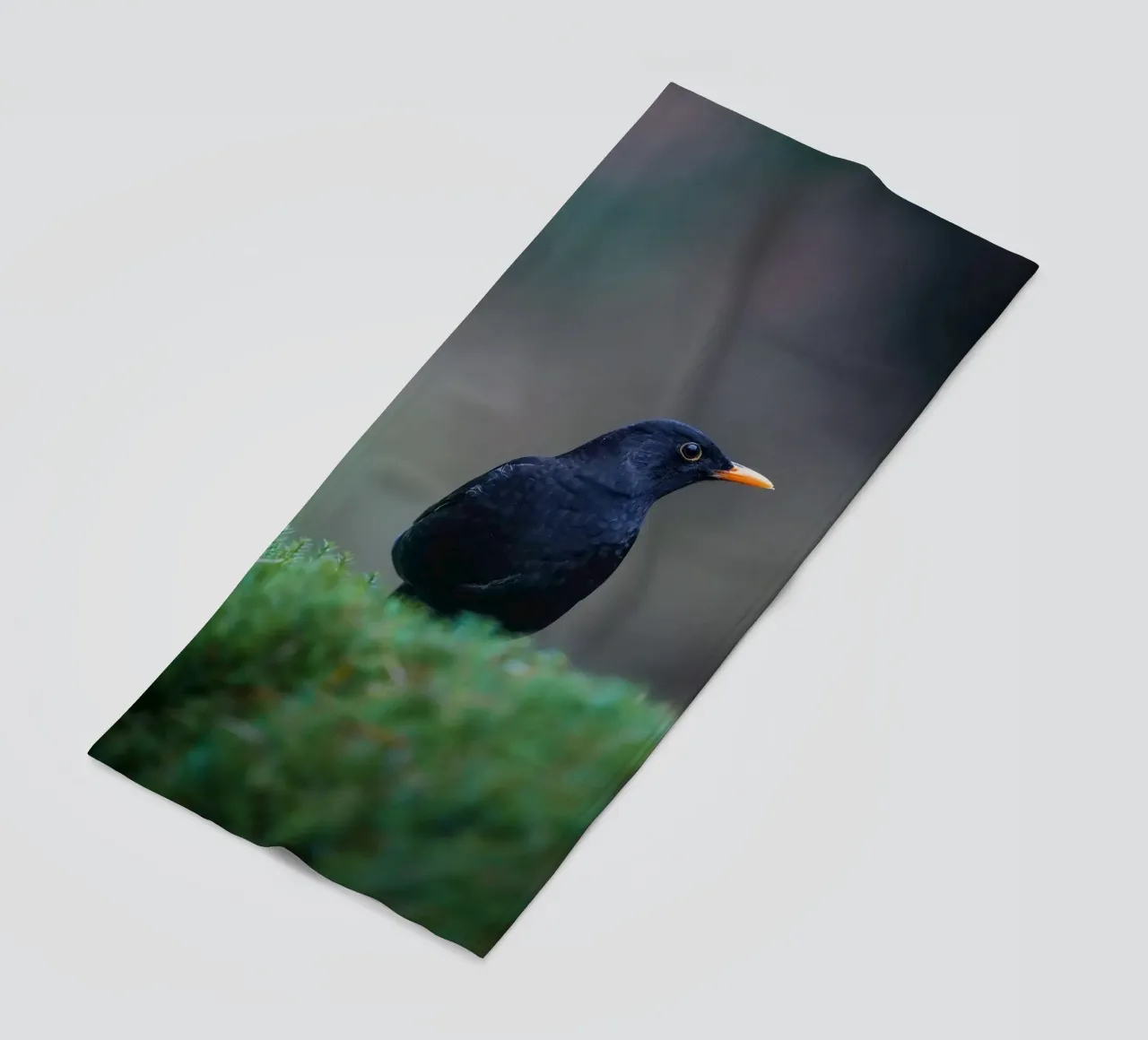 Merlo telo mare da Tom's Wildlife