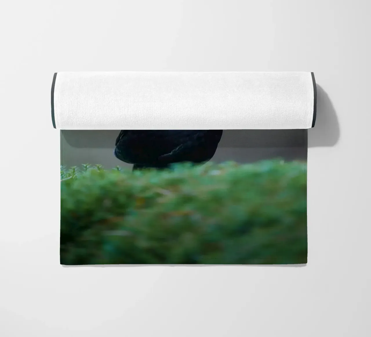 Merlo telo mare da Tom's Wildlife