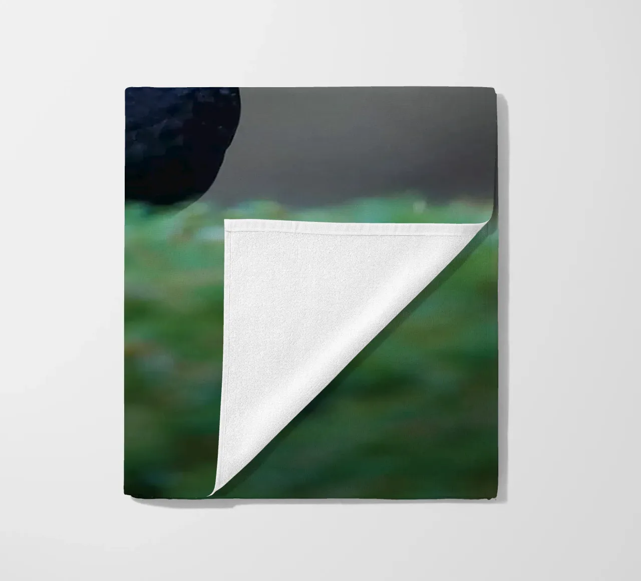 Merlo telo mare da Tom's Wildlife