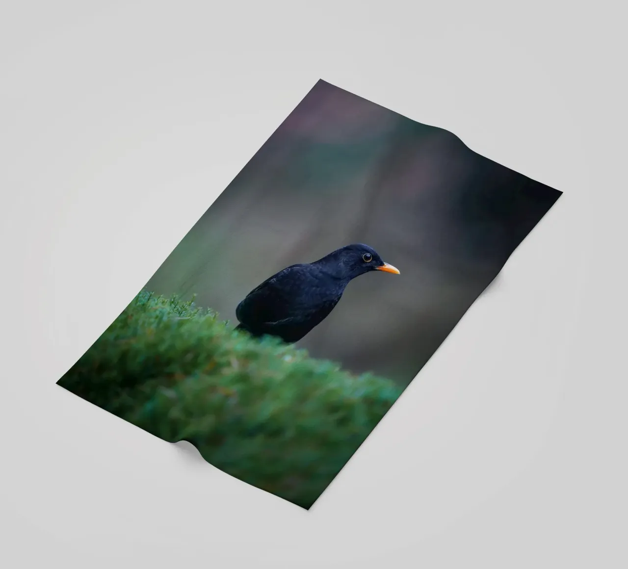 Merlo telo mare da Tom's Wildlife