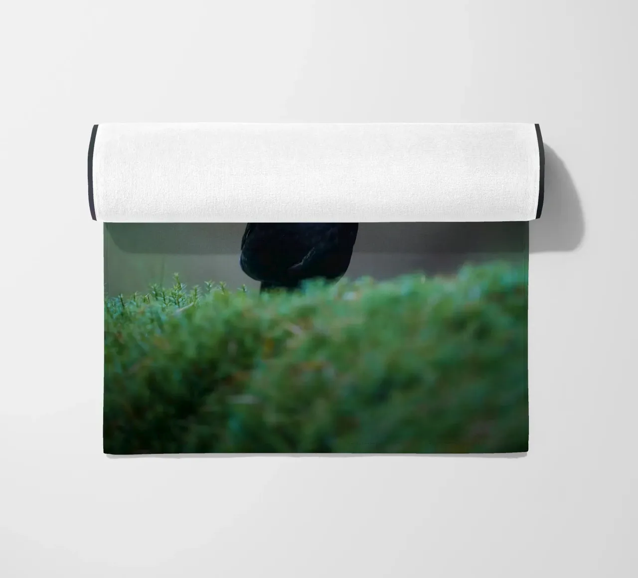 Merlo telo mare da Tom's Wildlife