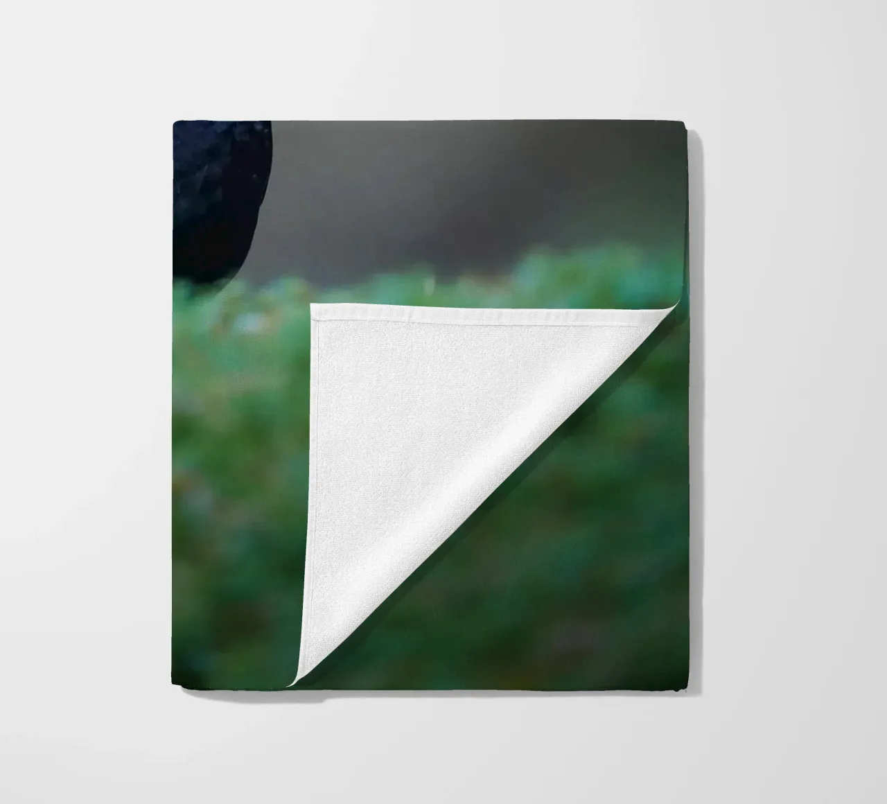 Merlo telo mare da Tom's Wildlife