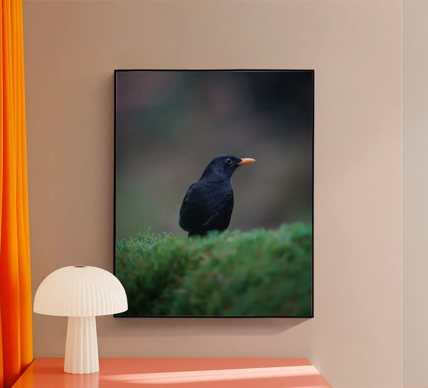 Merlo plexiglass da Tom's Wildlife