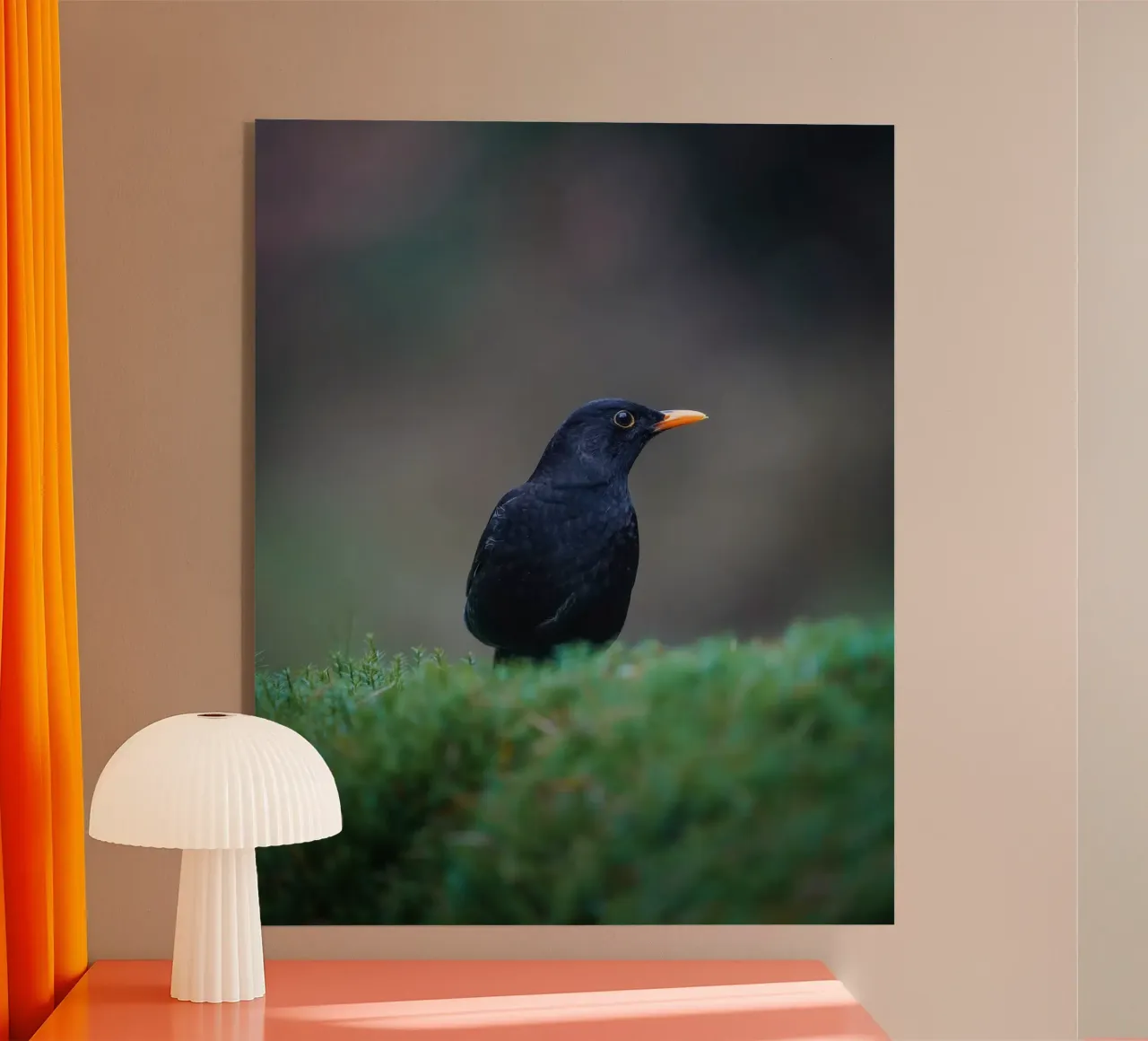 Merlo plexiglass da Tom's Wildlife