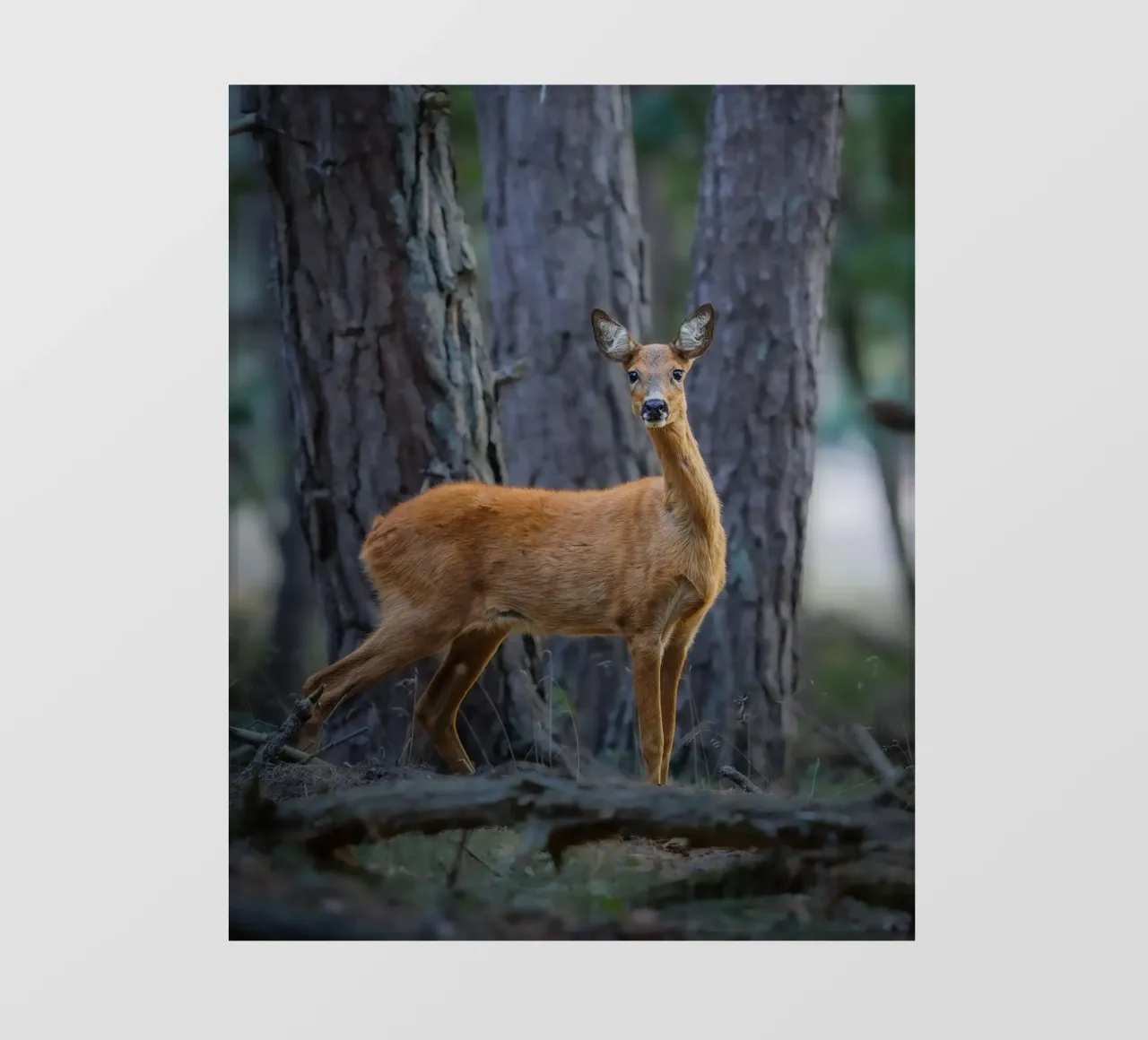 Femmina di capriolo pellicola backlit da Tom's Wildlife