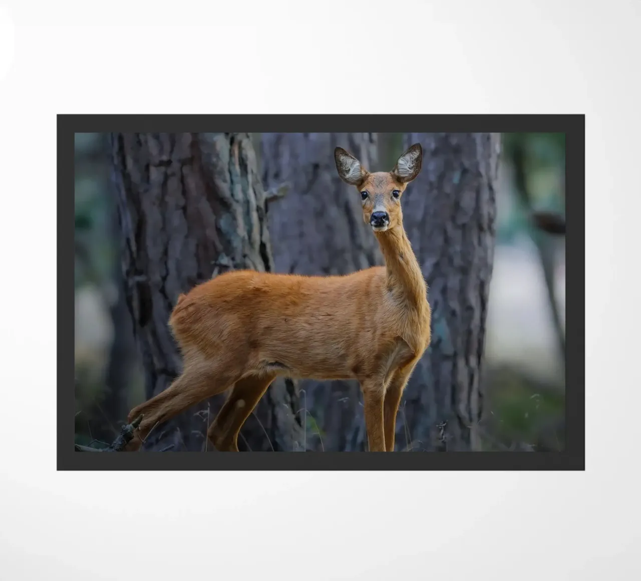 Femmina di capriolo zerbino da Tom's Wildlife