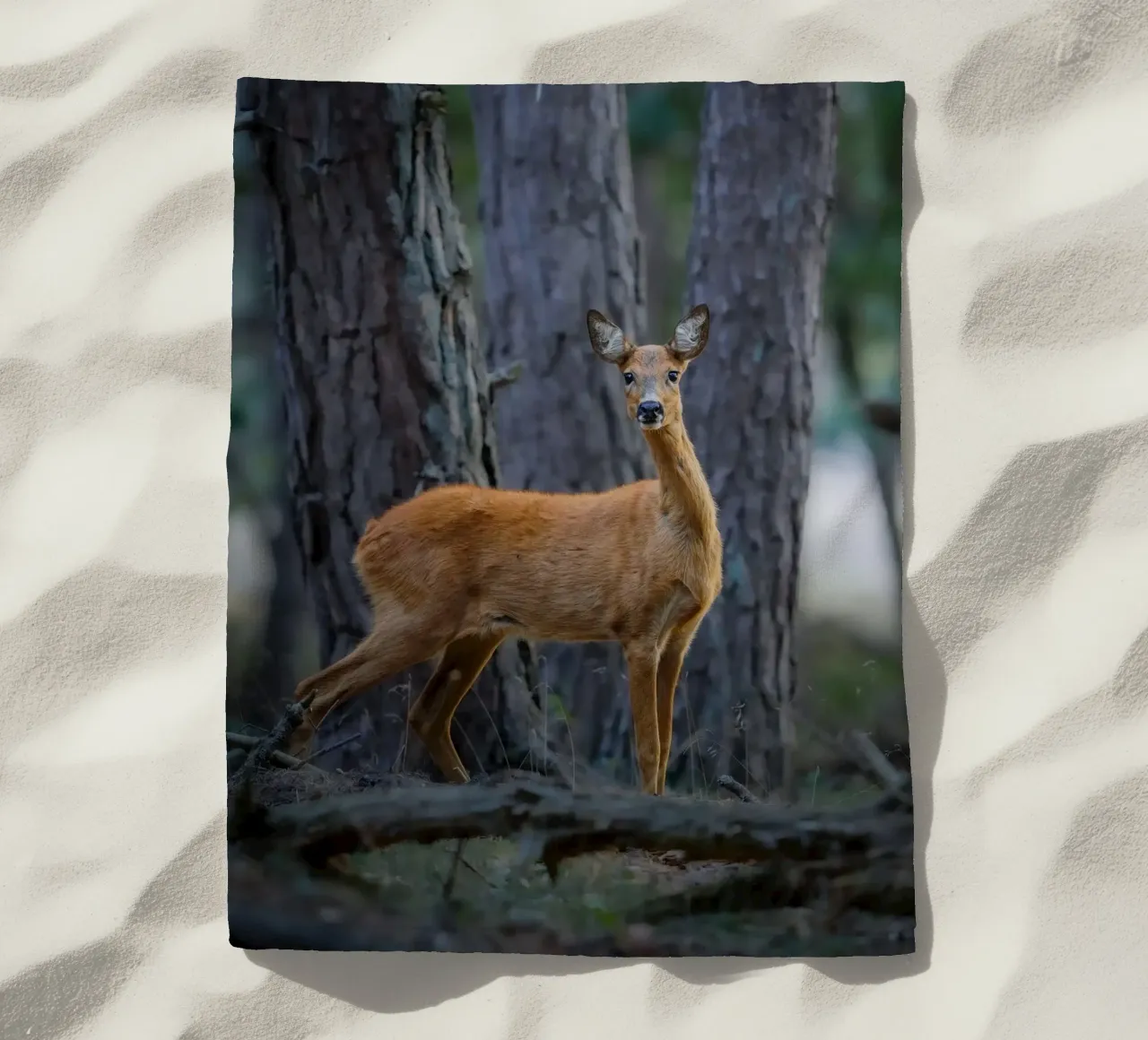 Femmina di capriolo telo mare da Tom's Wildlife
