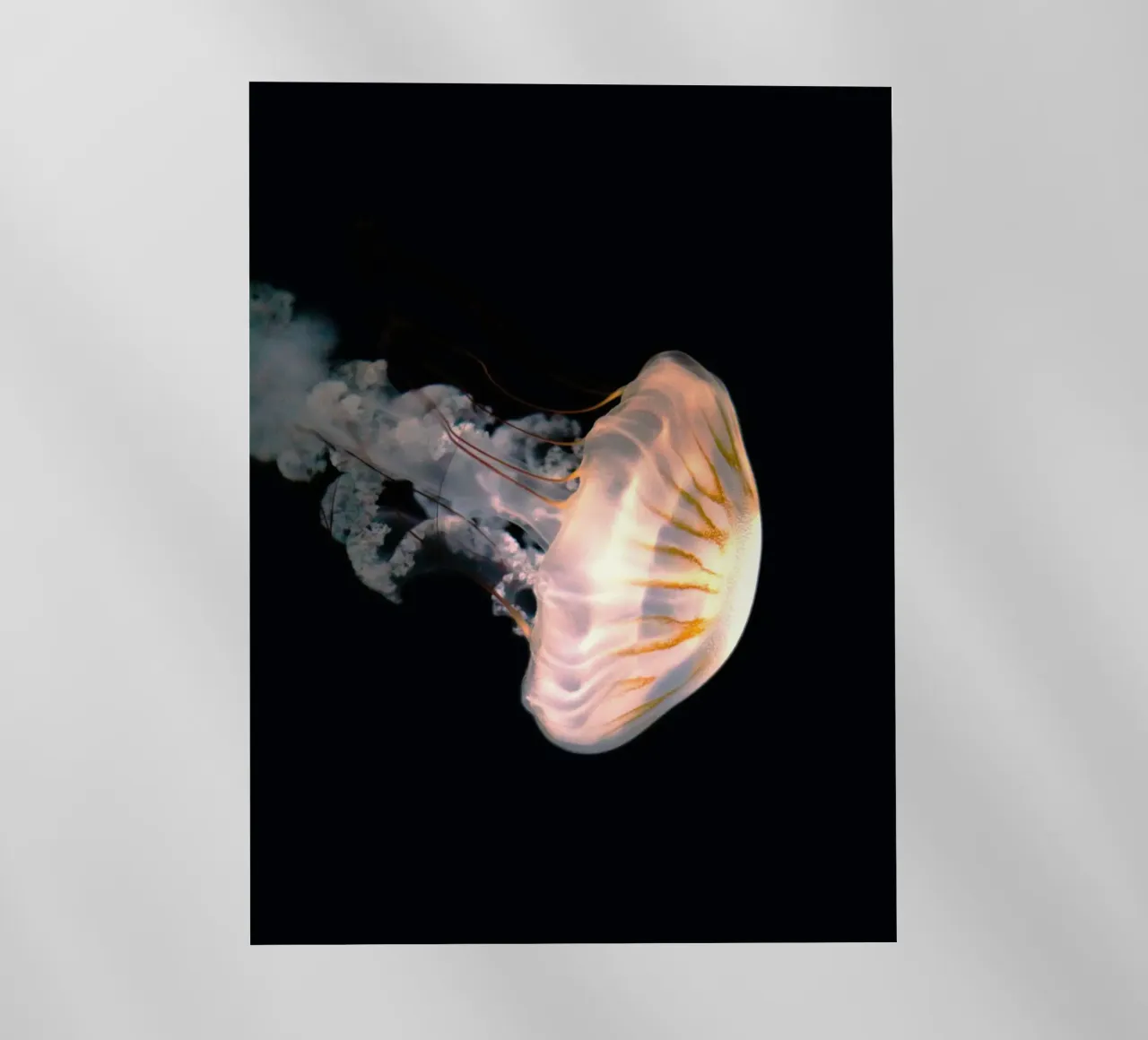 jellyfish in night pellicola backlit da feny